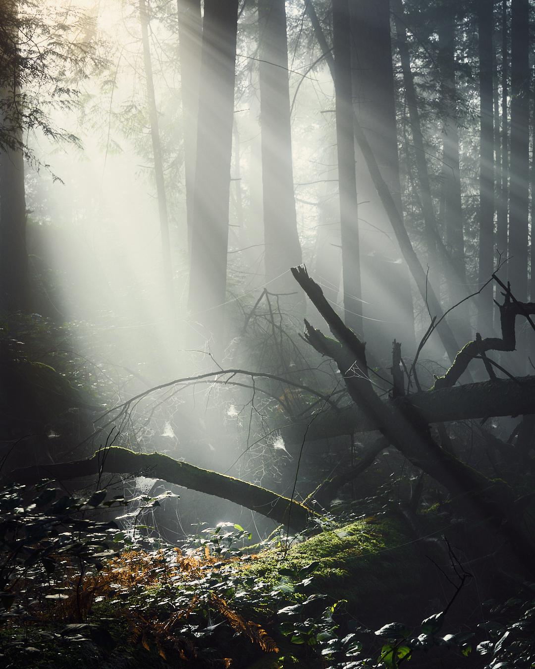 Dramatic sunbeams piercing through a thick, foggy forest canopy, illuminating fallen mossy logs and delicate spiderwebs in the dark undergrowth.