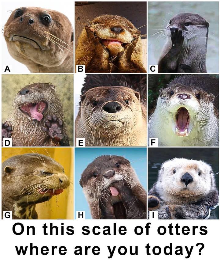 Description: A three-by-three grid of close-up otter headshots (the otter is named Steve) each showing a different playful or expressive face in a simple meme layout.

Text in image:
Panels labeled in the lower left corners as “A” “B” “C” on the top row, “D” “E” “F” in the middle row, and “G” “H” “I” on the bottom row.
At the bottom center: “On this scale of otters where are you today?”