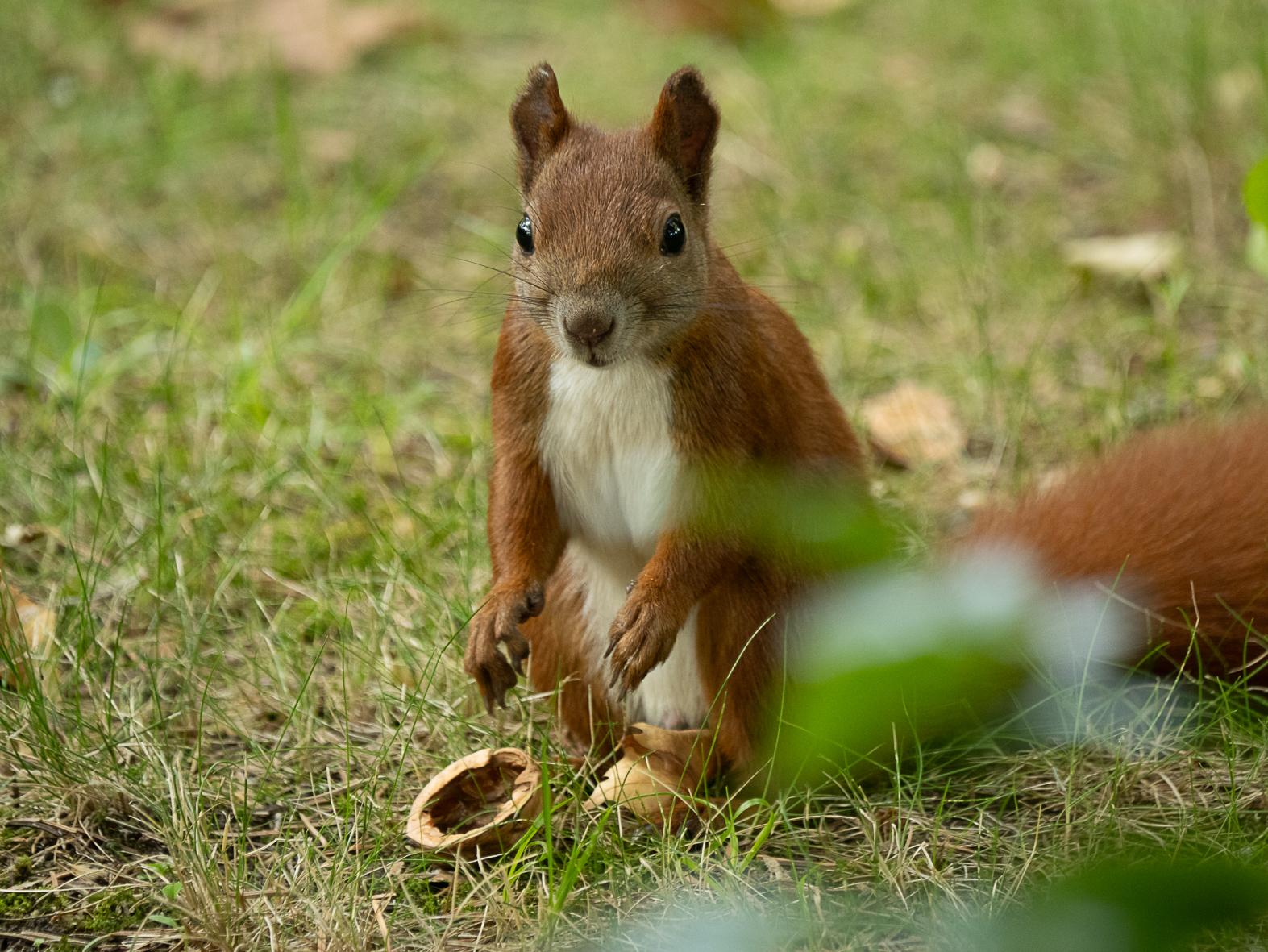 Ein Eichhörnchen auf einer grünen Wiese, leicht von schräg oben fotografiert. Es schaut richtung Kamera und hat einen leere Walnussschale vor sich liegen.