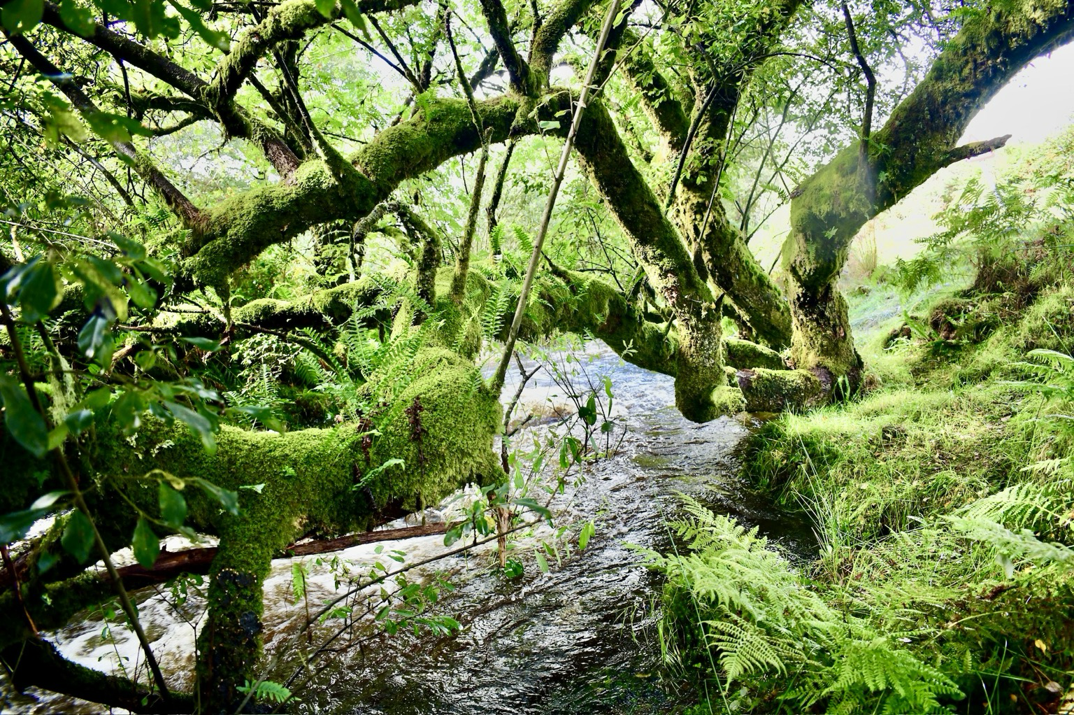A mossy willow bends over a stream
