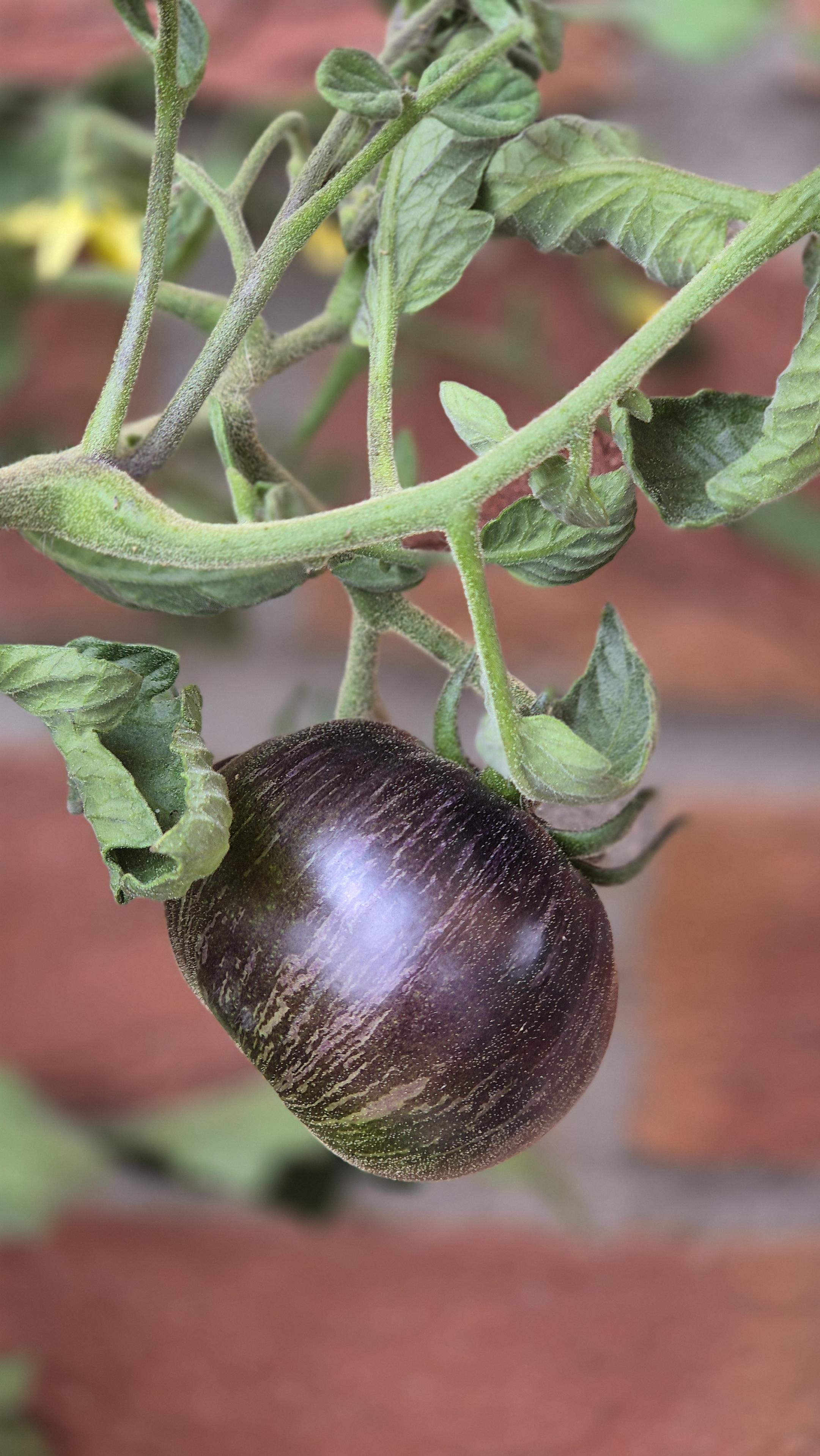 Eine "Blue in Green Zebra" Tomate in einer Nahaufnahme am Strauch. /
A close-up of a ‘Blue in Green Zebra’ tomato on the vine.