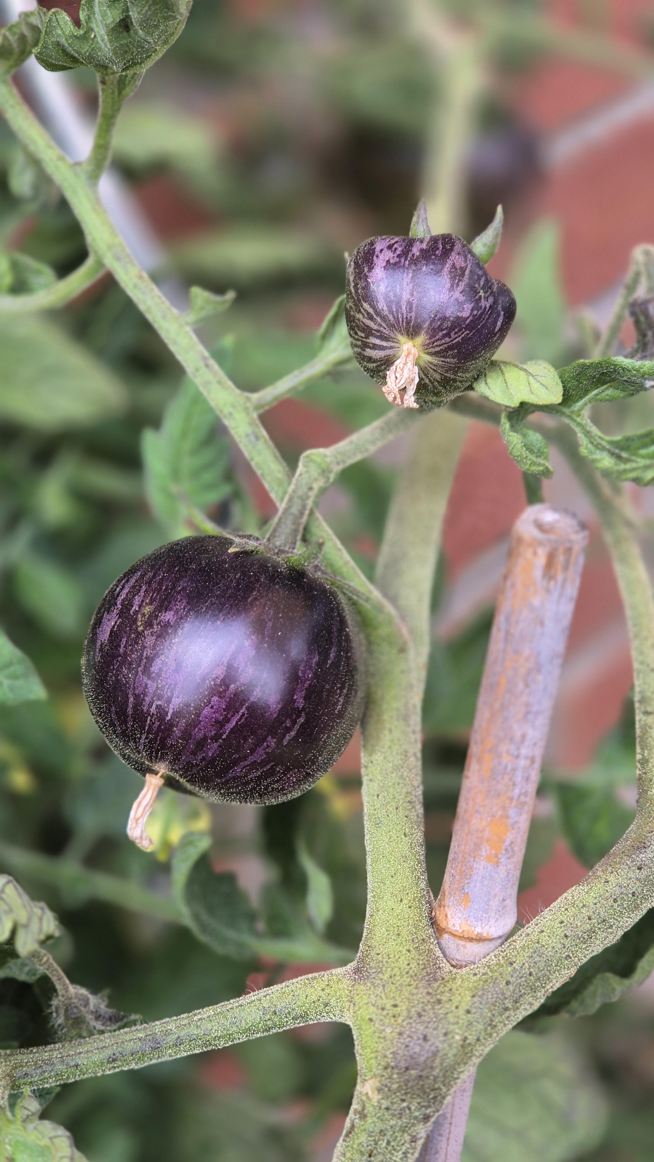 Nahaufnahme von zwei "Blue in Green Zebra" Tomaten am Strauch. /
A close-up of two ‘Blue in Green Zebra’ tomatoes on the vine.