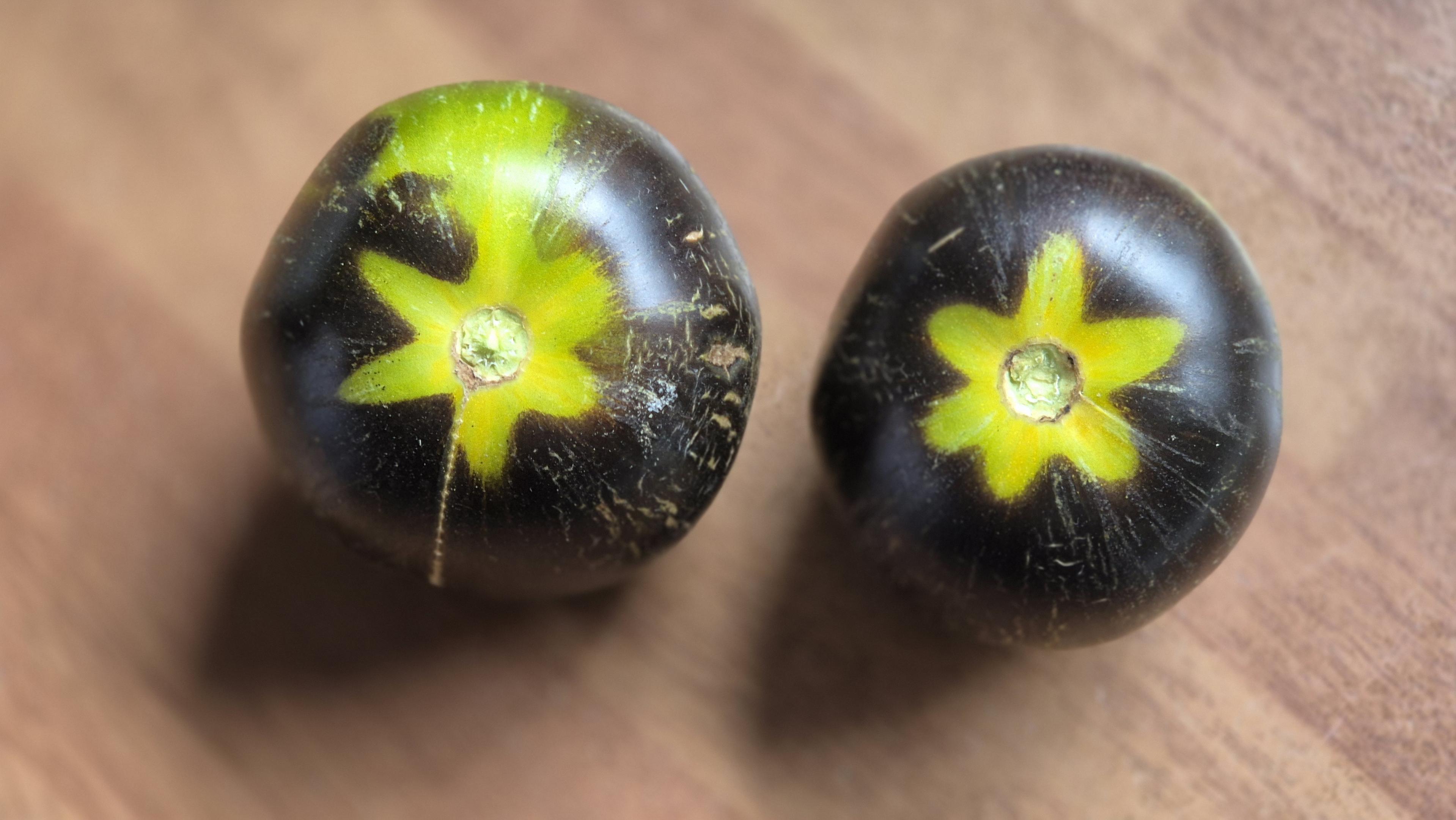 Nach der Ernte, vor dem Genuss! Nahaufnahme von zwei "Blue in Green Zebra" Tomaten auf der Küchenanrichte. 
Wenn die Unterseite, die wie ein Stern aussieht, schön gelb ist, ist die Tomate reif. /
After the harvest, before you enjoy it! A close-up of two ‘Blue in Green Zebra’ tomatoes on the kitchen worktop. 
When the underside, which looks like a star, is a lovely yellow, the tomato is ripe.