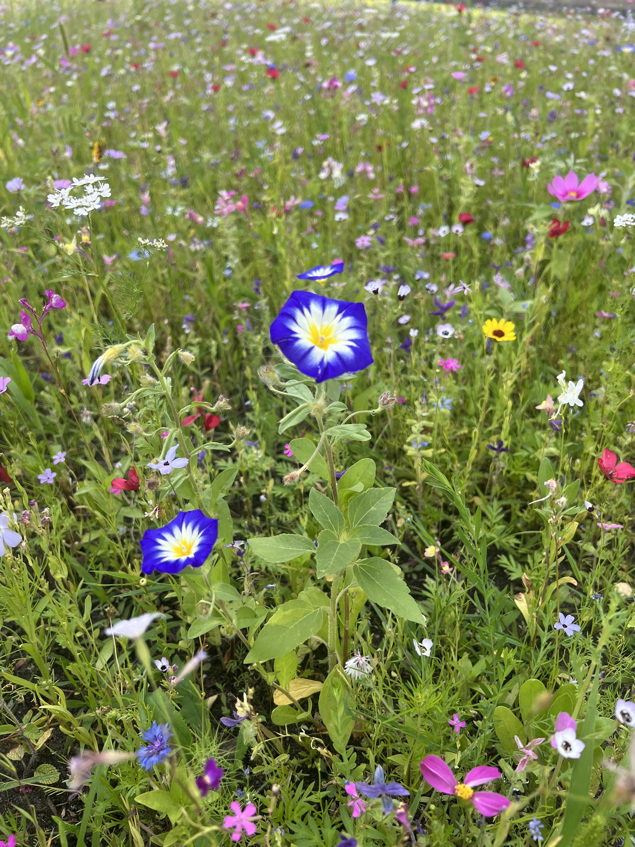 Eine Blumenwiese