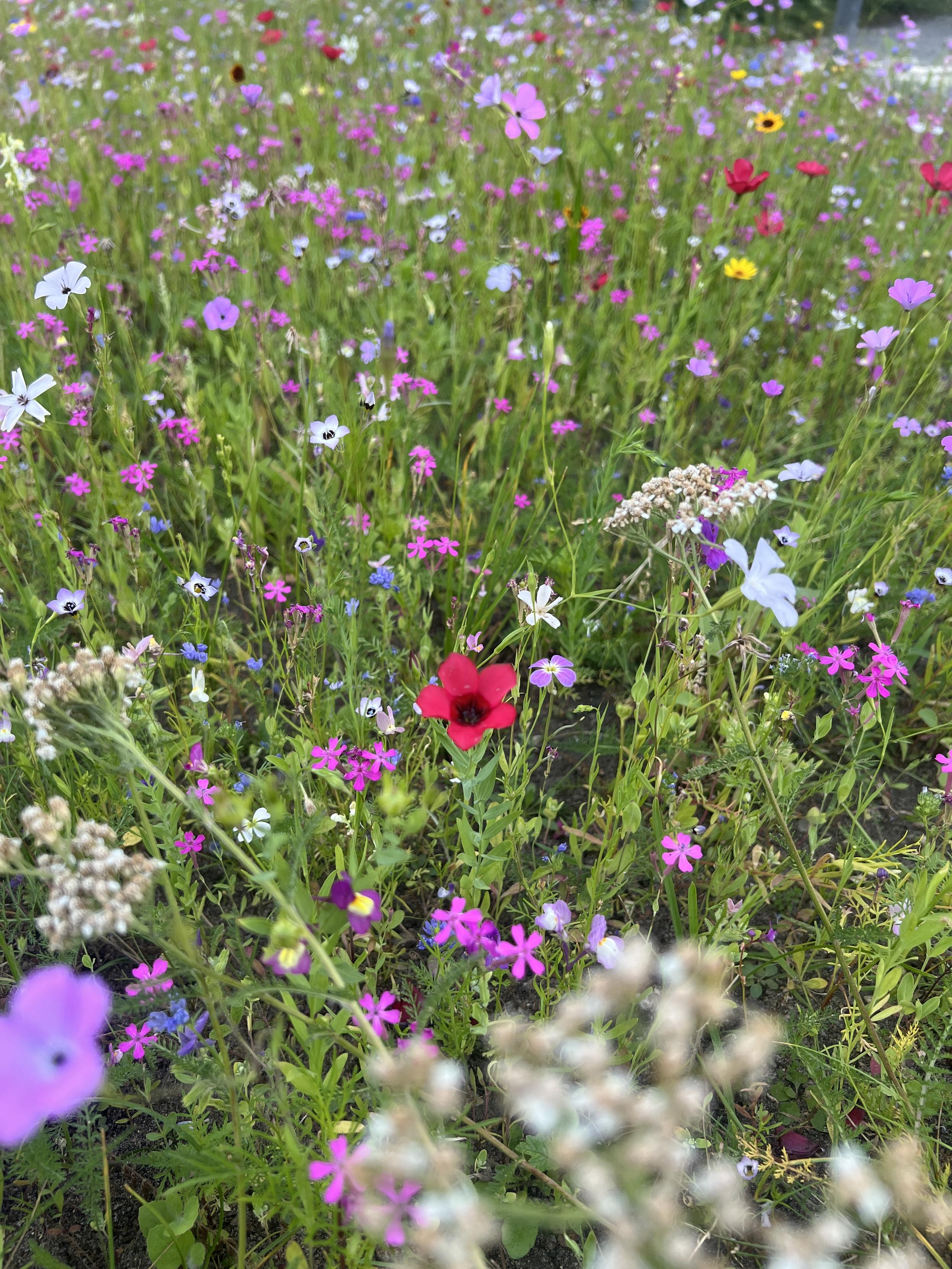 Eine Blumenwiese