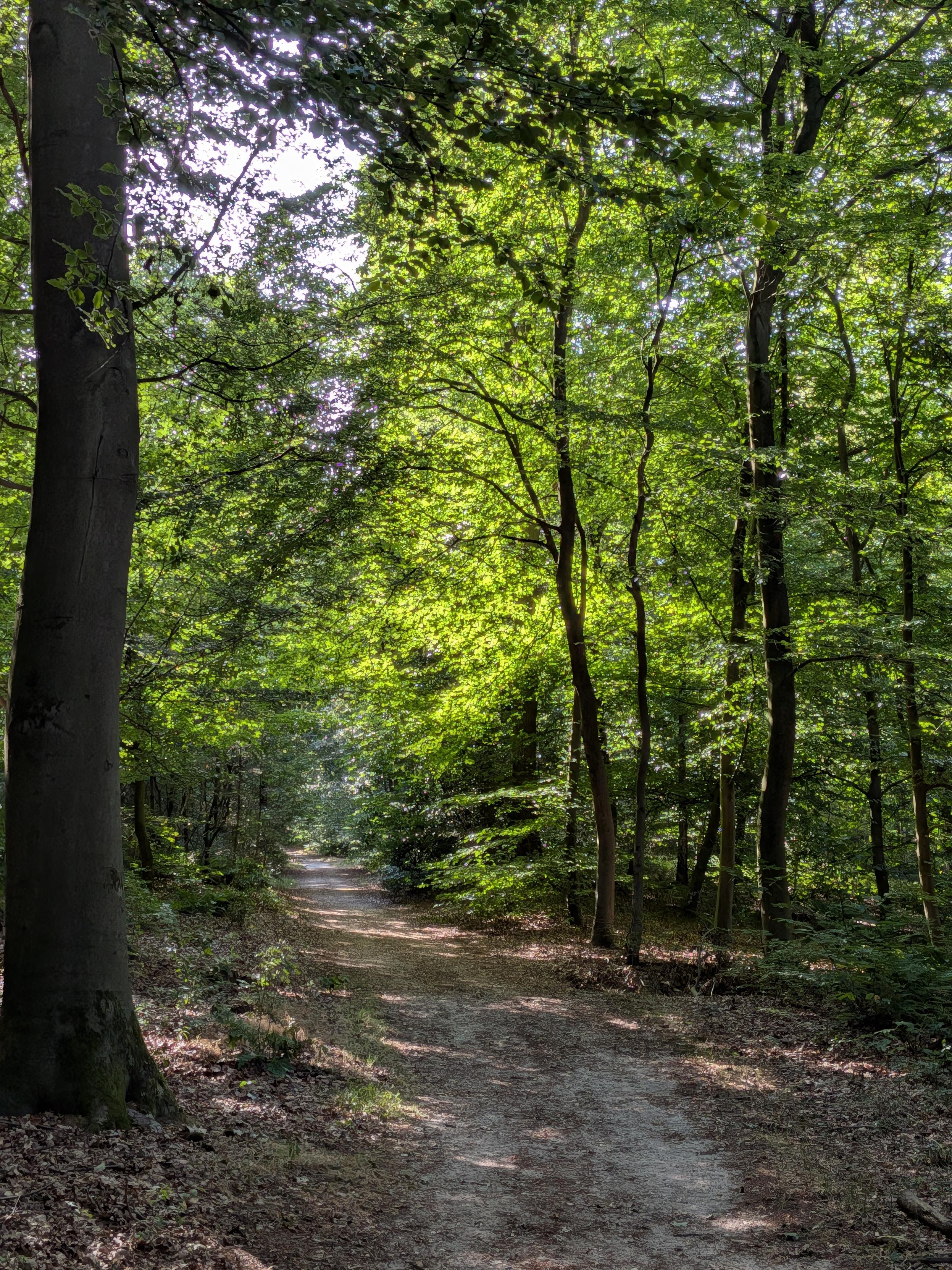 Pad in het bos