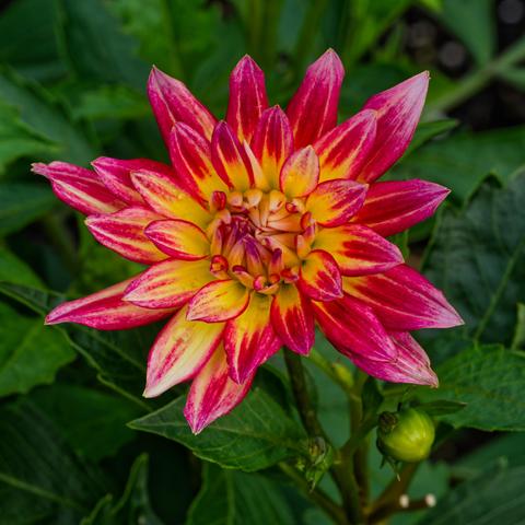A Dahlia with many pointed petals radiating out,  yellow in the center and turning purple towards the outside