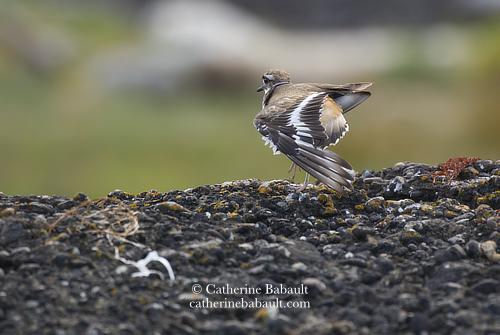 A brown shorebird faking a broken wing while standing on a rocky shoreline. It looks away from the camera. The bird has brown patterns on its back, a white belly, and 2 black rings on its chest. It has long legs and a long black bill.