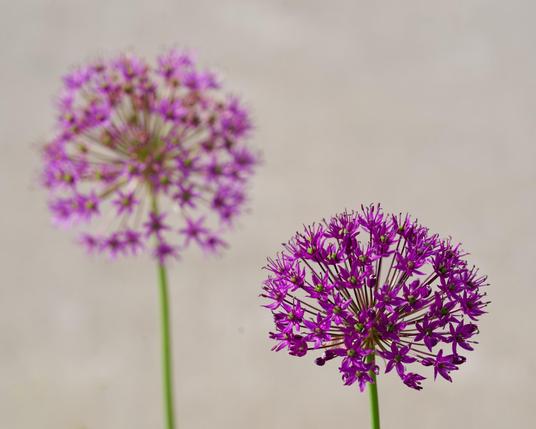 A globe of purple of flowers near the front is perfectly in focus while a larger one far behind it is out of focus