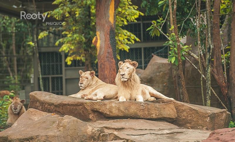 lion safari