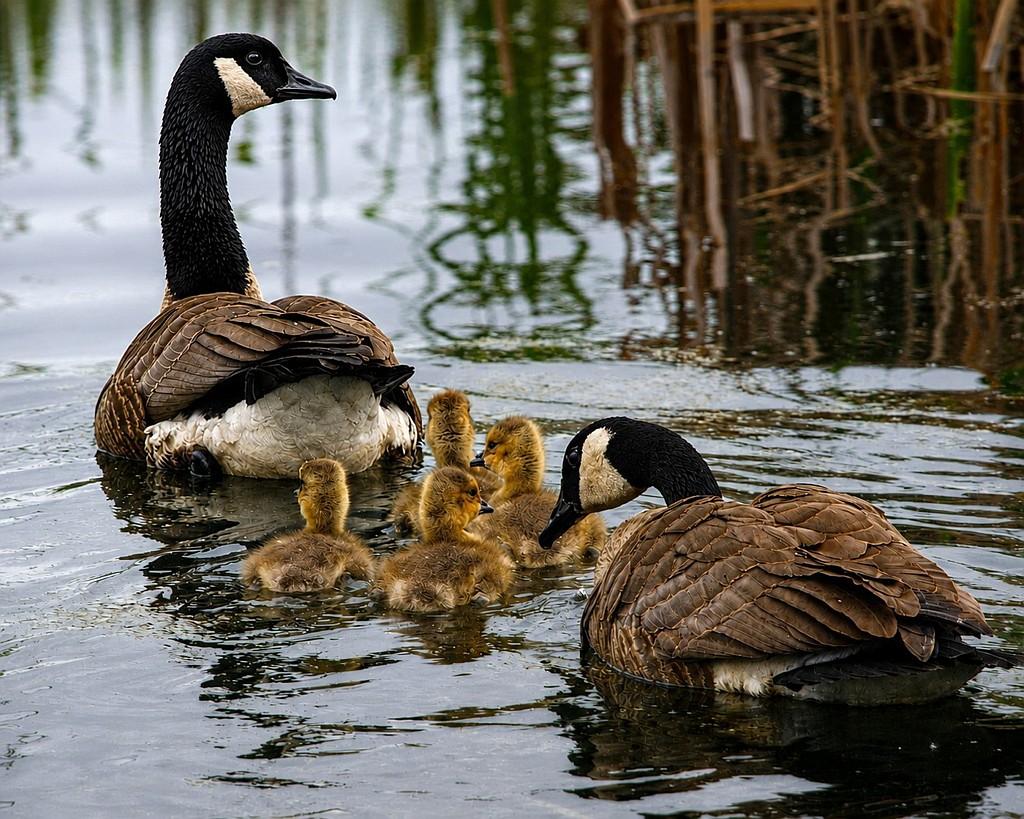 four goslings and their caring parents