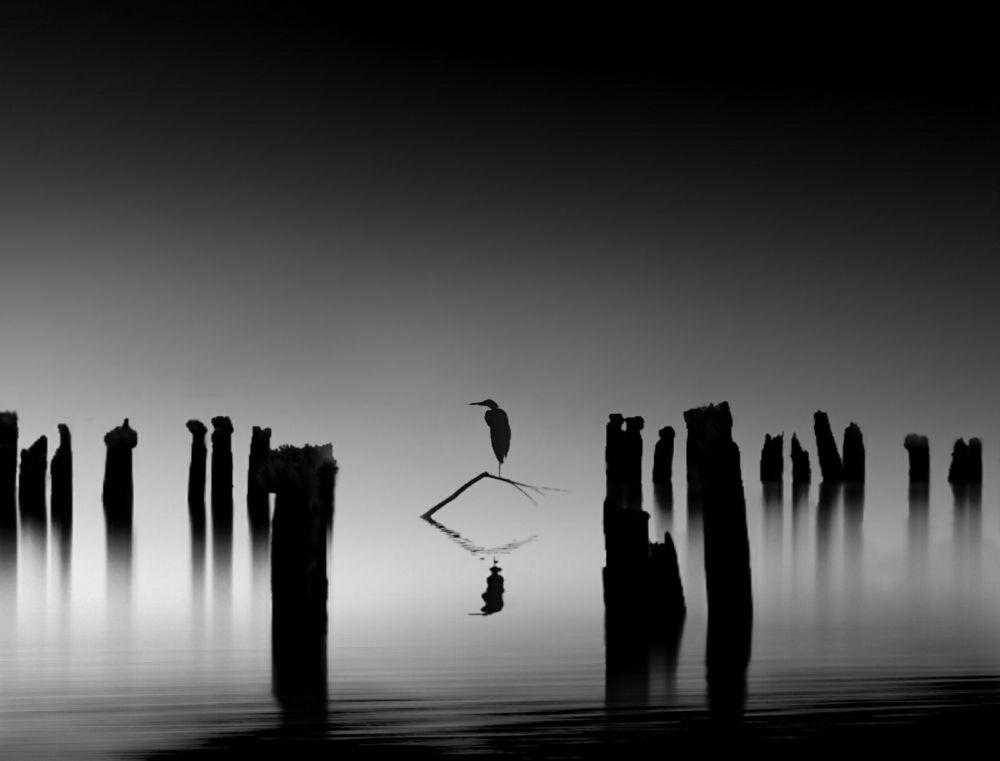 Black-and-white photo of a heron perched on a slender, curved branch above calm waters, framed by dark, weathered wooden posts casting long reflections. Photo by Karim Bouchareb.