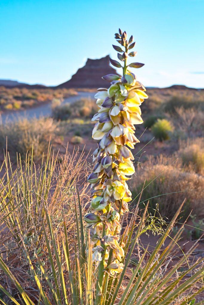 A tall flowering yucca stalk stands in the desert at sunrise, its creamy, purple-tinged blossoms lit warmly and in sharp focus. Spiky green yucca leaves and dry grasses surround its base. Behind it, out of focus, a red sandstone butte rises from the scrub under a blue sky.