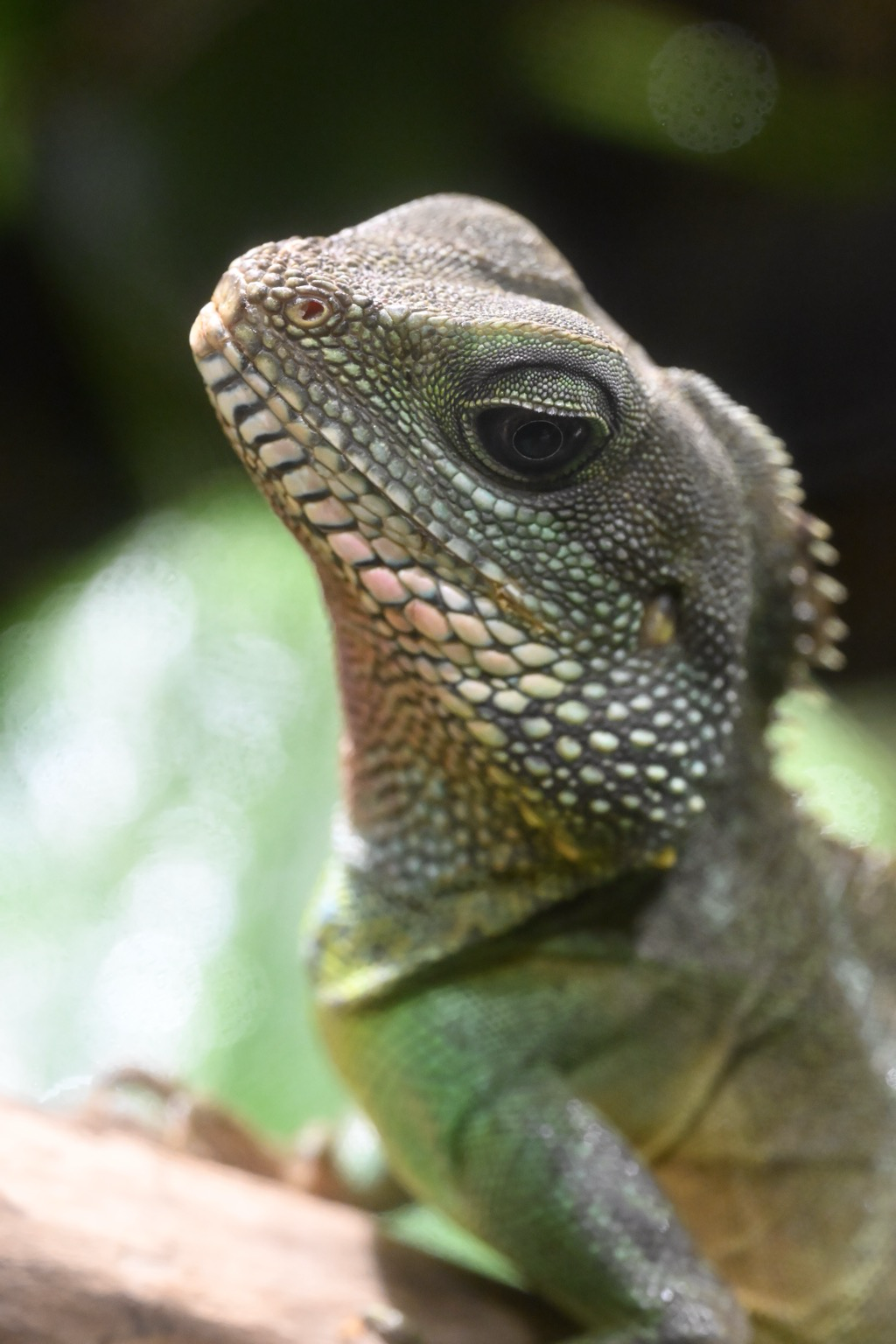 Grüne Wasseragame