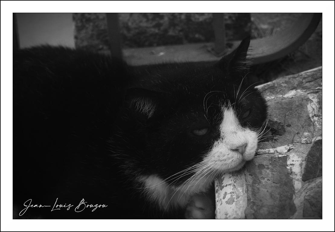 The image is a black and white close-up portrait of a black and white cat. The cat is lying down with its head resting on a rough, textured surface that appears to be a stone wall or a similar structure. The cat's fur is predominantly black, with a white patch on its chest and a white muzzle and nose. Its left eye is clearly visible, appearing somewhat narrowed, and its right eye is mostly obscured by its fur. The cat's whiskers are prominent and white, fanning out from its muzzle. The background is blurred and dark, suggesting it's out of focus and doesn't distract from the subject. There's a hint of a dark, curved object in the upper right portion of the frame, possibly part of a railing or furniture. The overall mood is quiet and somber, emphasized by the monochrome palette and the cat's relaxed, almost weary pose. The lighting creates strong contrasts between the dark fur and the white markings, highlighting the texture of the cat's coat and the rough surface it's resting on.