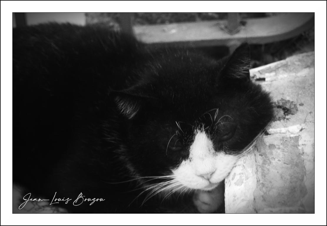 The image is a close-up, black and white portrait of a black and white cat. The cat is lying down, with its head resting on a rough, textured surface, likely a stone wall or ledge. Its eyes are partially closed, giving it a sleepy or contemplative expression. The fur of the cat is predominantly black, with a significant white patch on its face, covering its muzzle and extending up between its eyes. Long, white whiskers are prominent against the darker fur. The cat's ears are pointed, and one ear is slightly angled forward.

The background is out of focus and appears to be a mixture of rough textures and some blurred shapes, possibly foliage and a metal railing or structure. The lighting appears to be natural, casting soft shadows that highlight the texture of the cat's fur and the surface it's resting on. The composition focuses tightly on the cat's head and upper body, creating an intimate and slightly melancholic mood. The monochrome processing emphasizes the contrast between the bla
