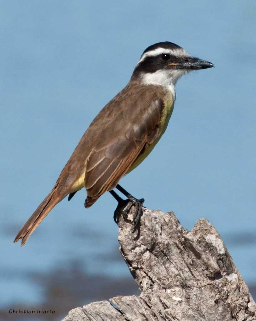 Great Kiskadee (Pitangus sulphuratus) perched among vegetation near Laguna de Monte, Buenos Aires Province, Argentina.