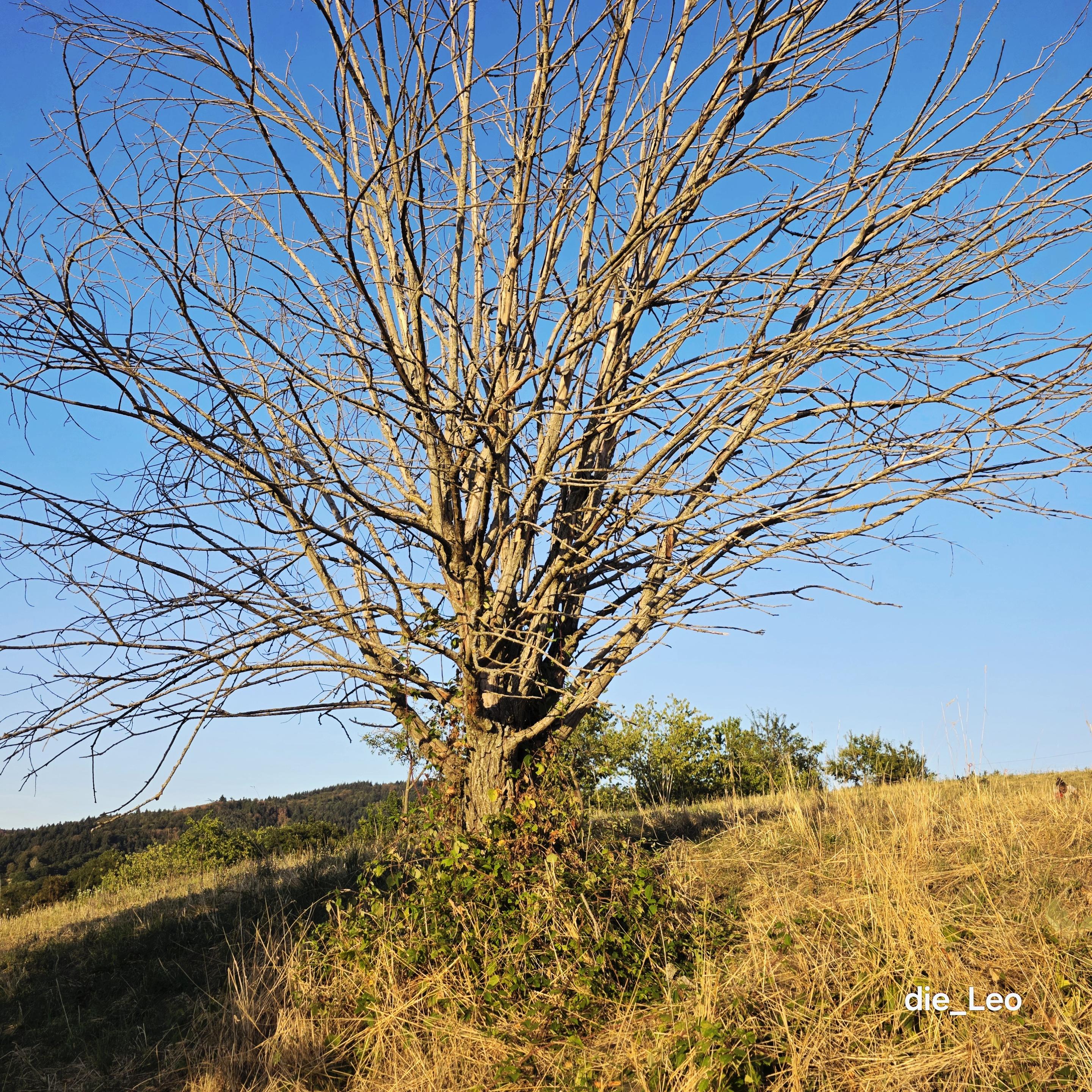 Toter Baum im Licht der Abendsonne kurz vor Sonnenfinsternis