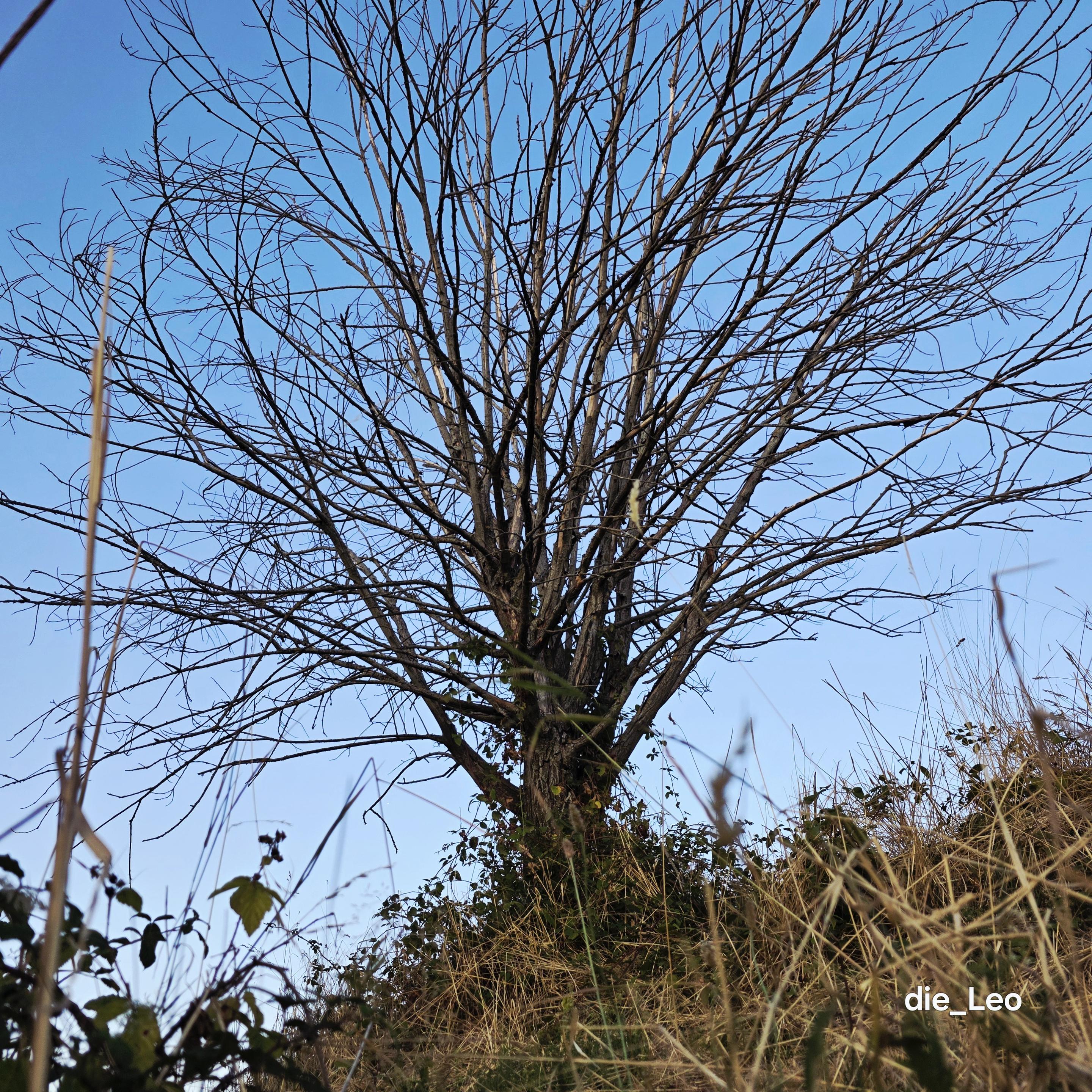Derselbe tote Baum während der partiellen Sonnenfinsternis