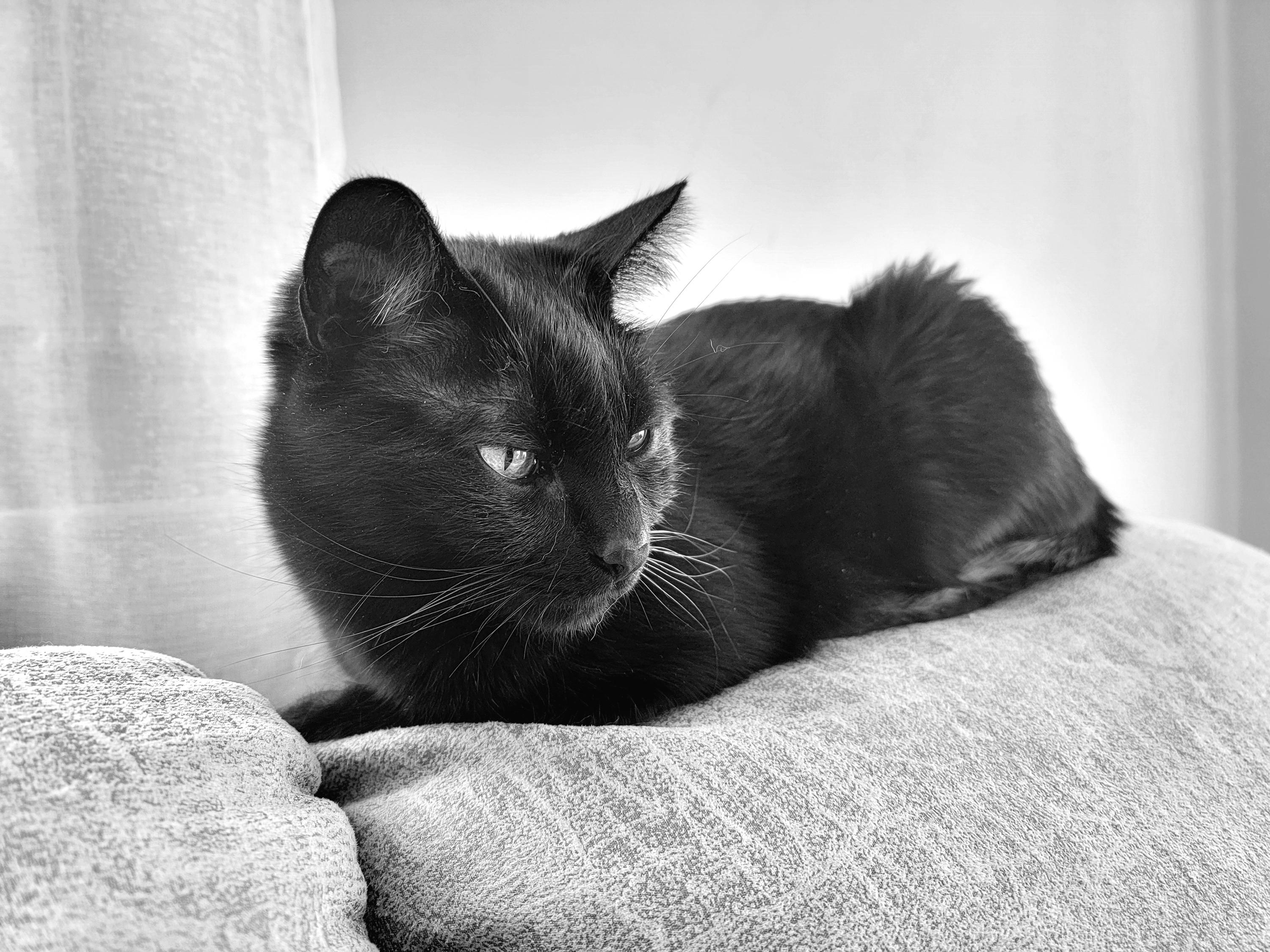 A B&W photo of a black cat named Brannagh, perched on a textured couch. Her fur is sleek and shiny, as she gazes intently off to the right side of the camera's view.