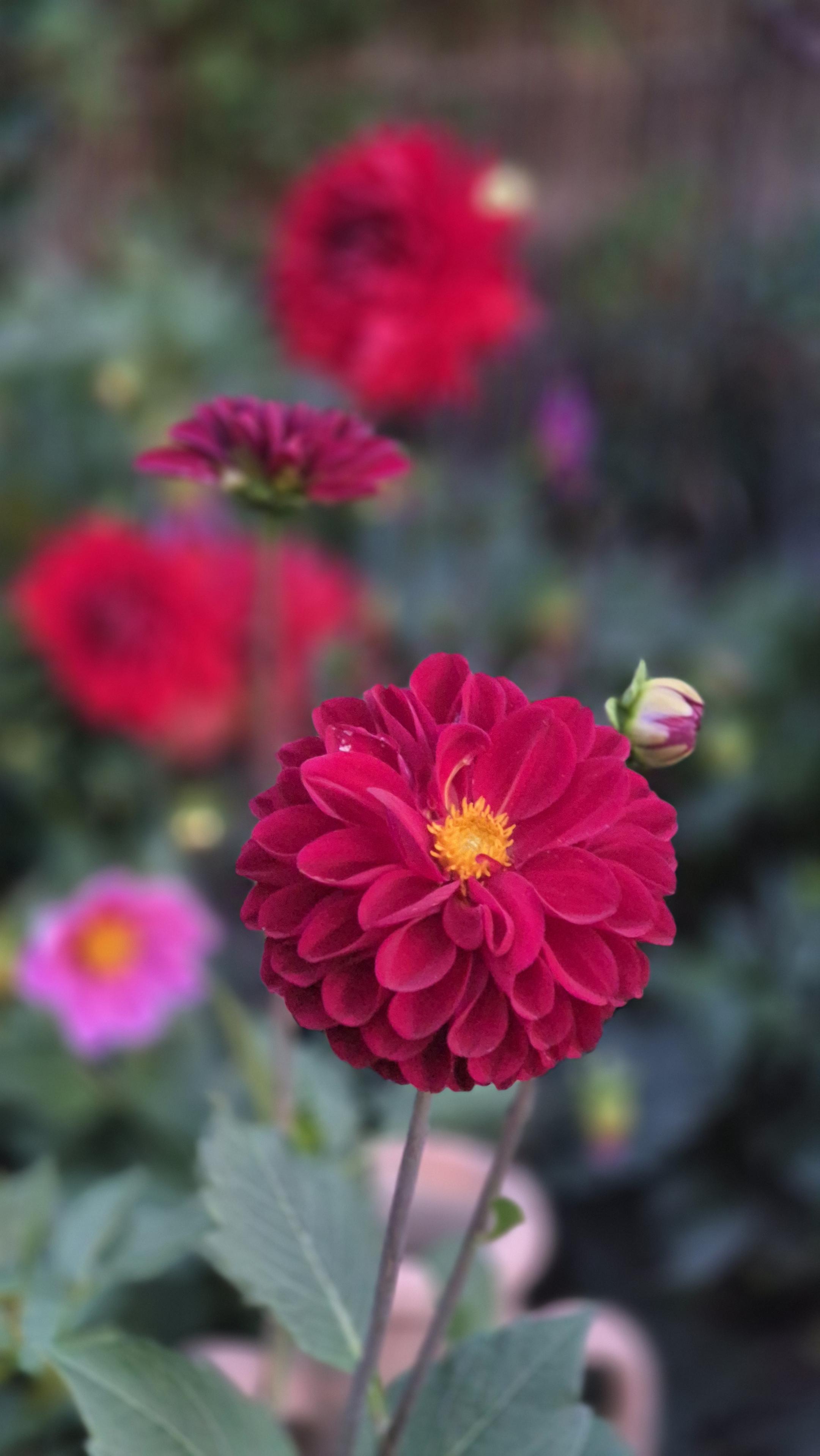 Nahaufnahme einer roten Dahlienblüte mit vielen verschwommenen Blüten im Hintergrund. /
A close-up of a red dahlia in bloom, with lots of blurred dahlias in the background.