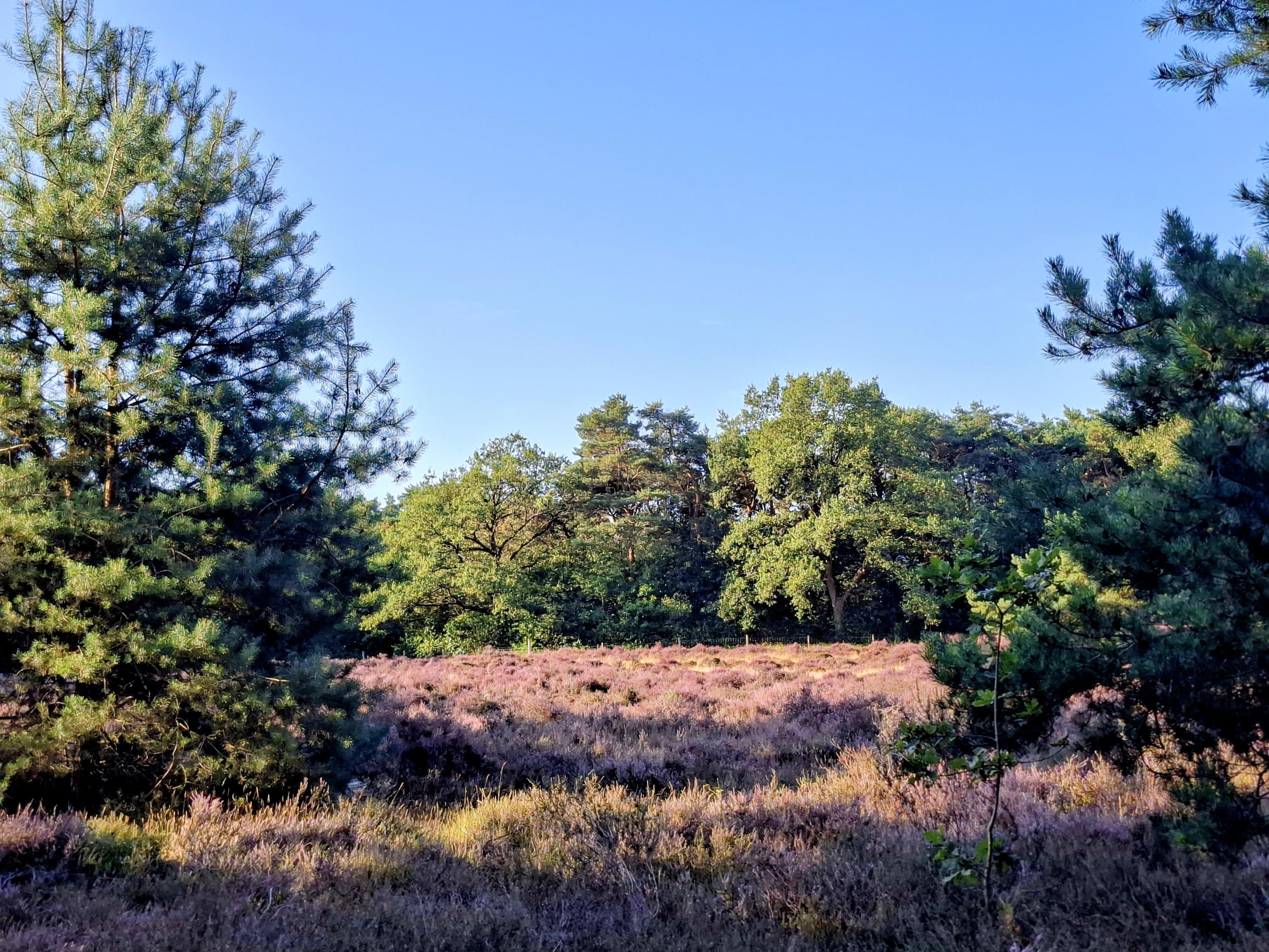 Bomen er tussen in licht paarse heide planten