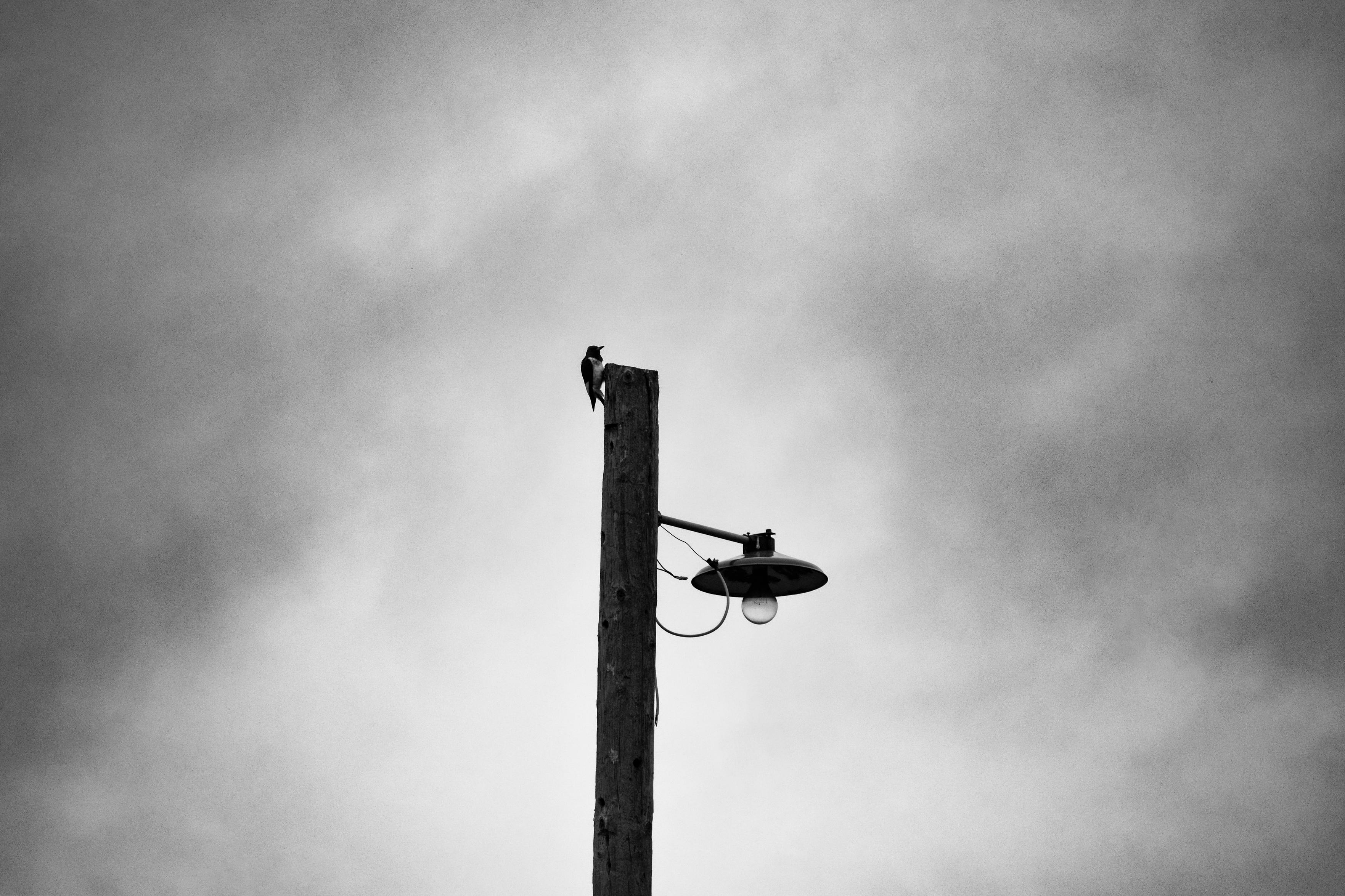 Black and white photo of a lone bird perched on a wooden utility pole with a lamp. The cloudy sky creates a moody, solitary atmosphere.