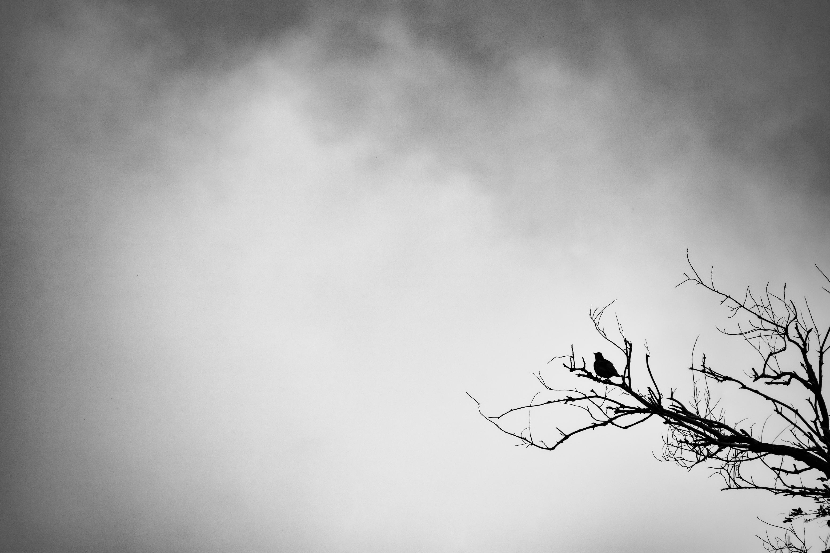 Monochrome image of a solitary bird perched on bare tree branches against a cloudy sky, evoking a sense of solitude and calm.