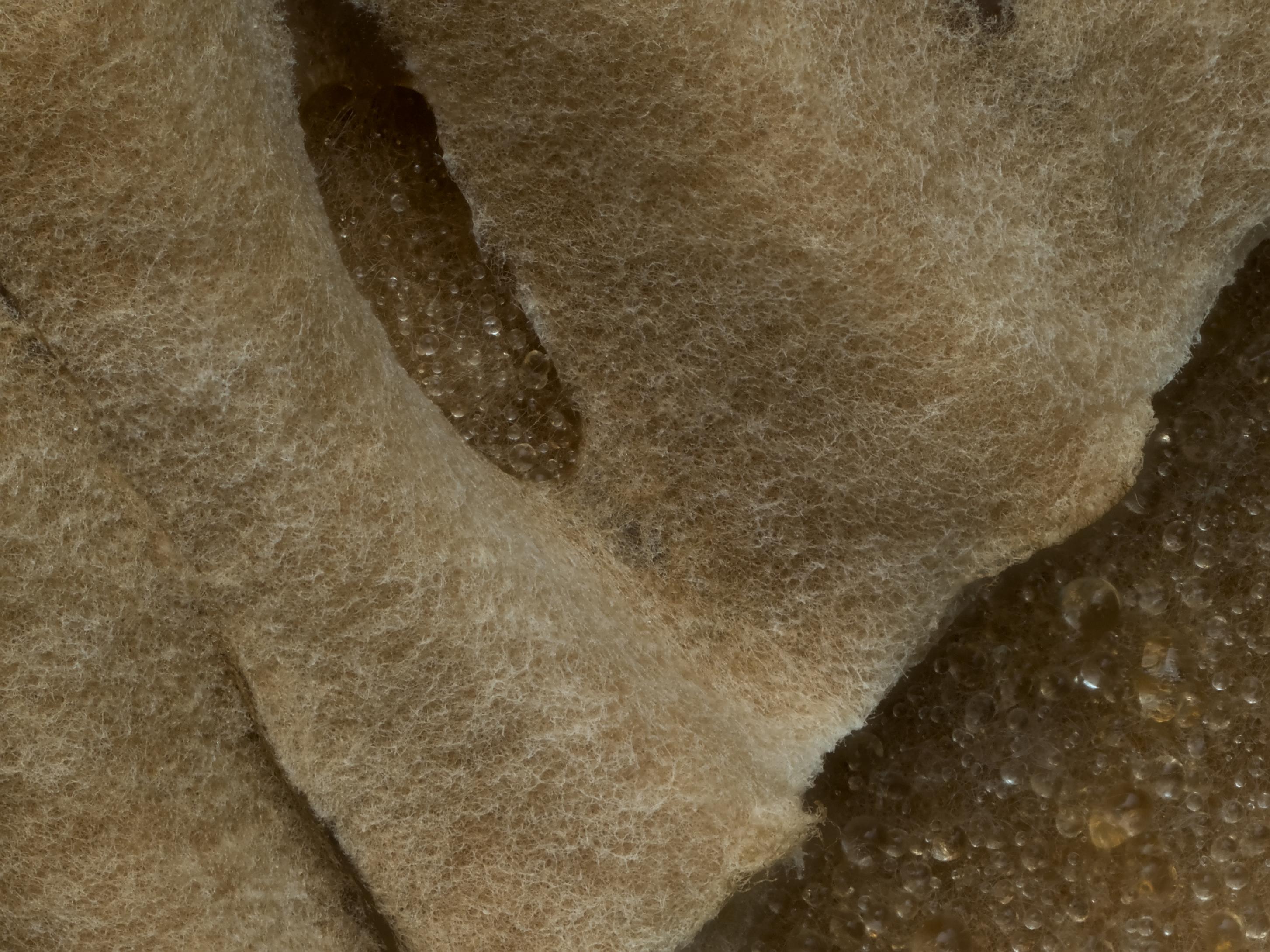 Macro shot of cardboard colonized by the beige-orange mycelium of a Phellinus sp., covered in golden-yellow metabolites. The mycelium is felt-like and shows the curves of the cardboard. Made by stacking 60 pictures in Helicon Focus.