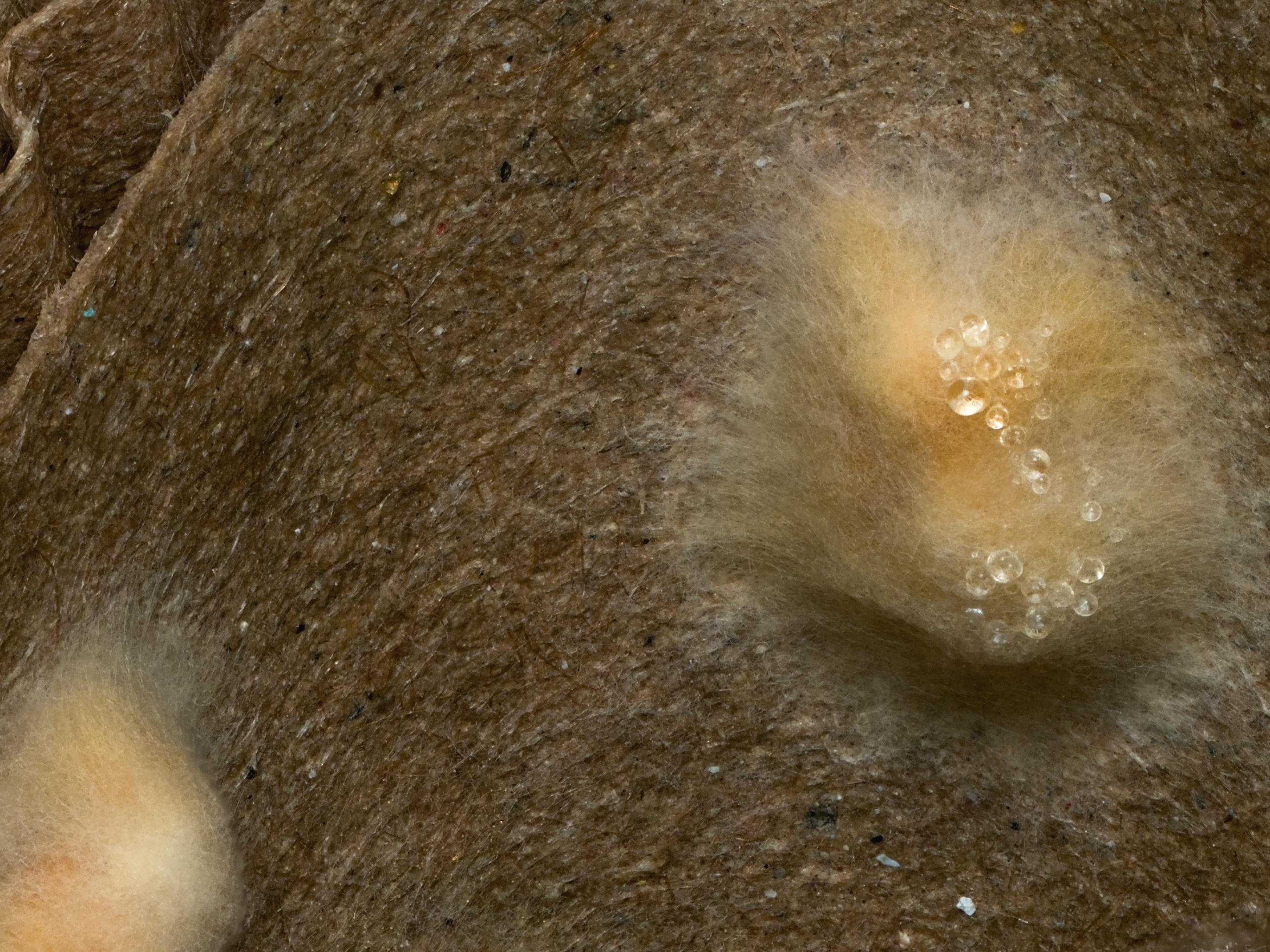 Macro photo of two small grains of homemade Phellinus spawn spreading out their hyphae, looking for new terrain. The fluffy orange-white specks of mycelium are covered in metabolites. Made by stacking quite some pictures in Helicon Focus