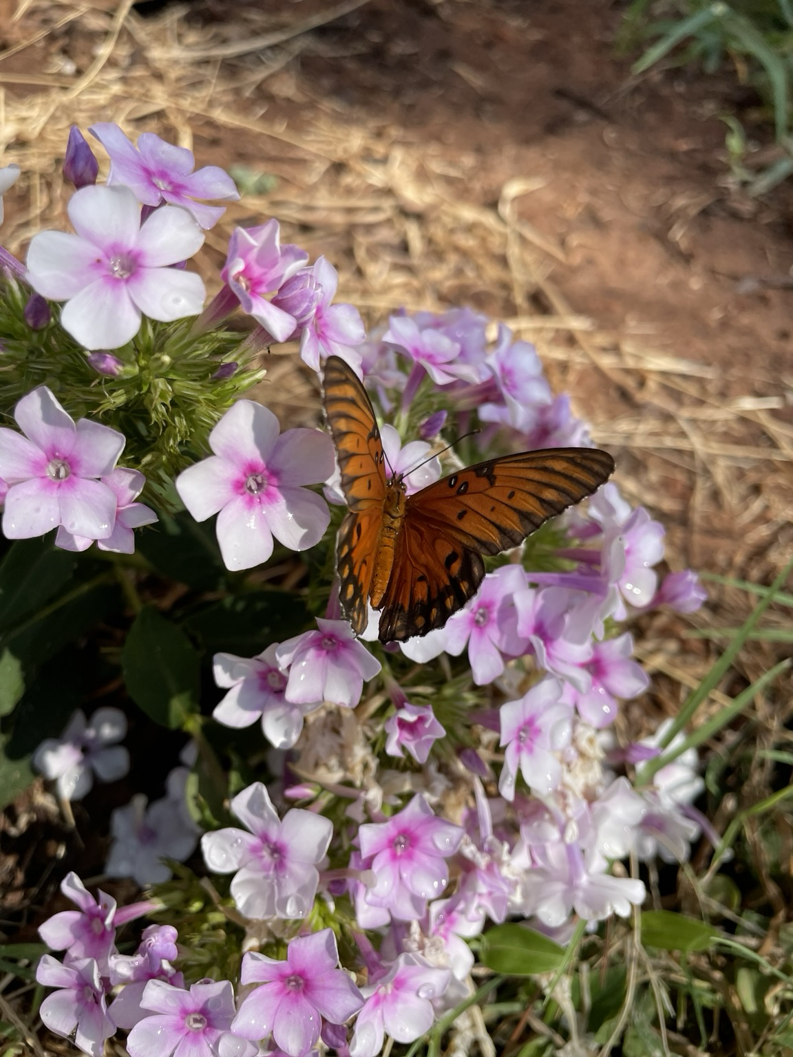 A gulf fritillary on garden phlox.