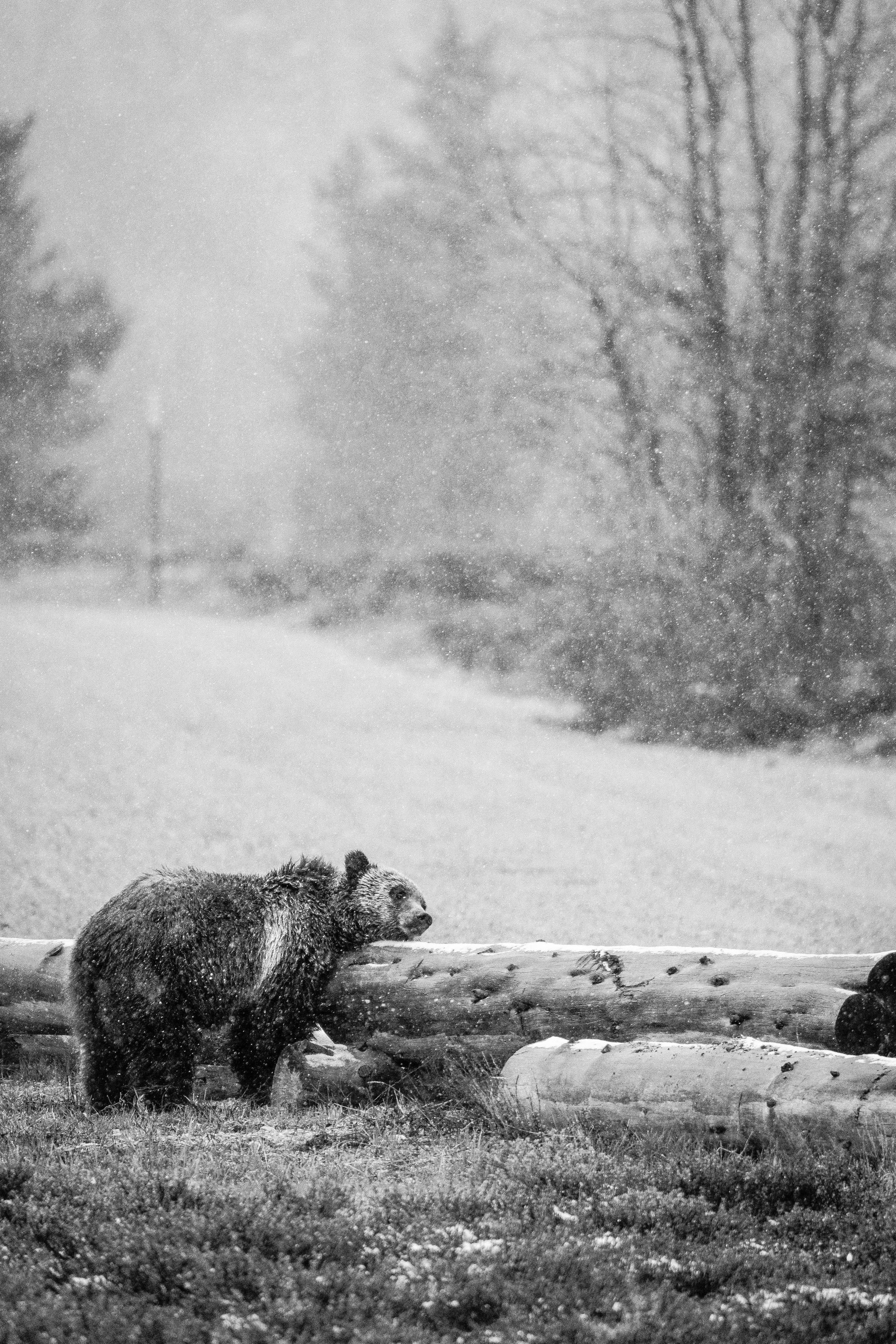 A grizzly bear rubbing its face against a log next to a road.