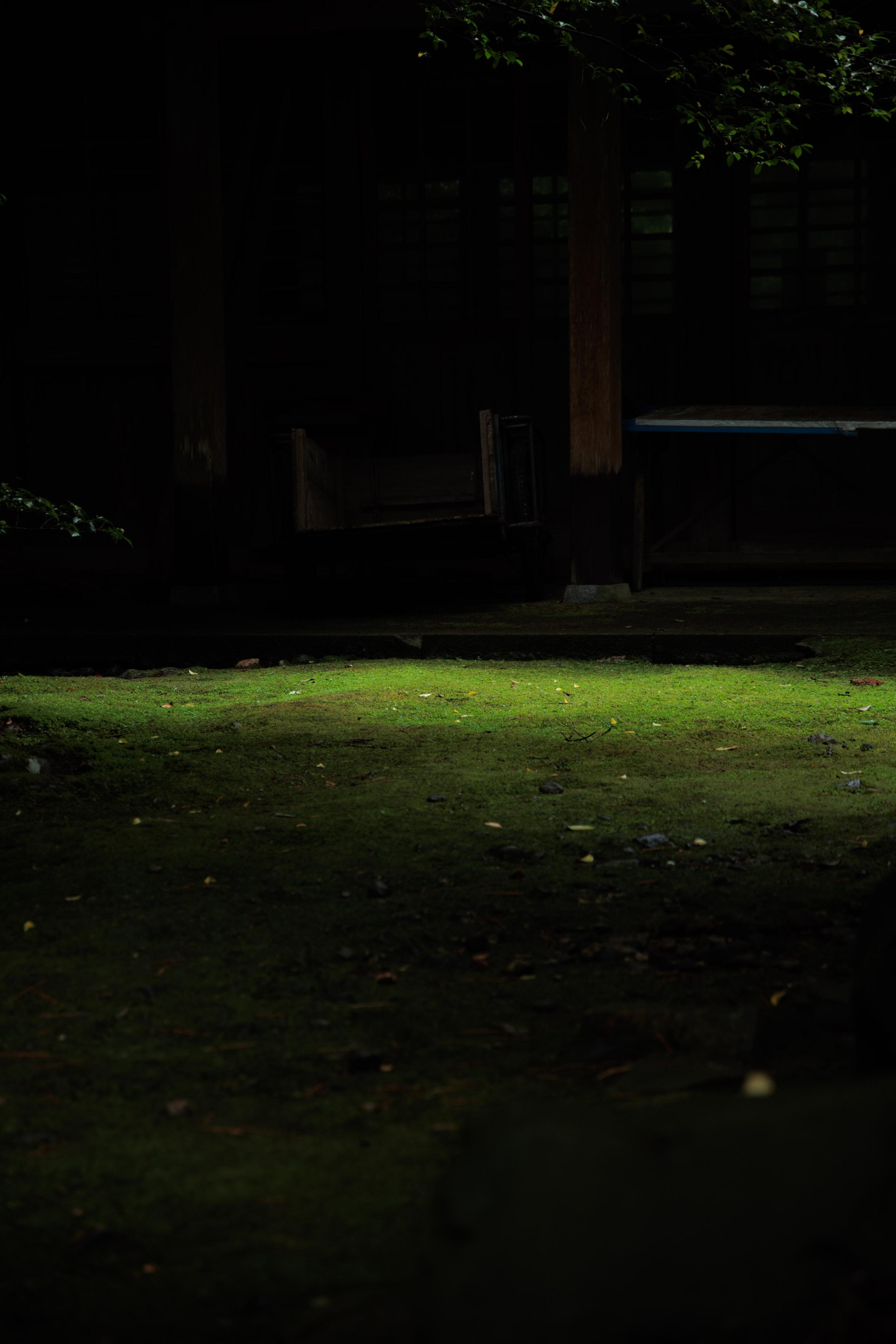 Sunlight gently illuminates a patch of green moss in a dark, shaded garden area with wooden structures in the background.