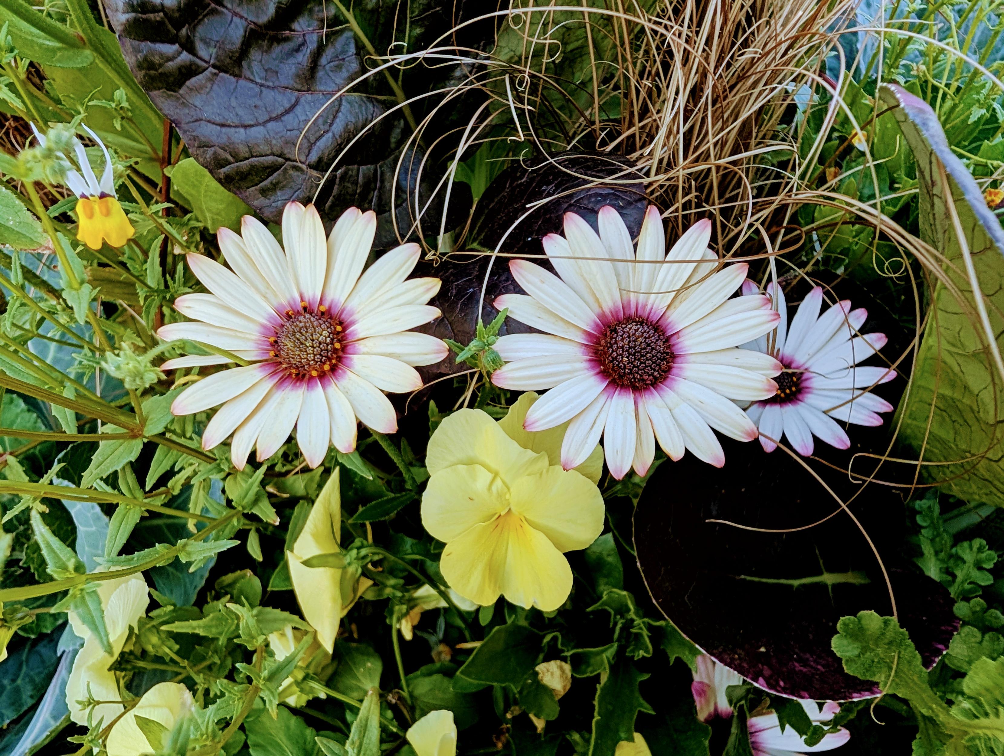 Floral