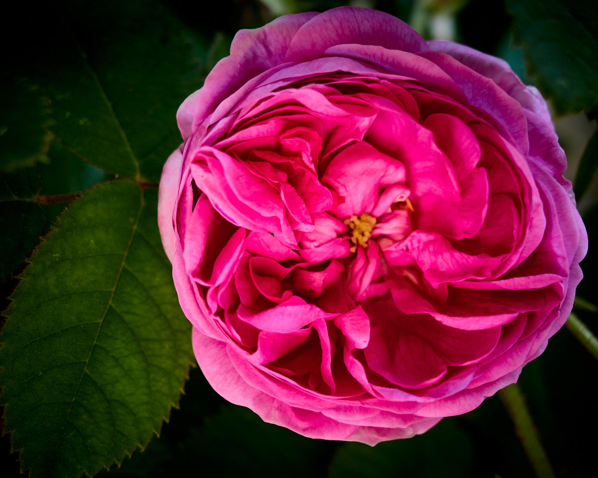 A close-up view of a large pink flower, possibly a rose, surrounded by dark green leaves. The petals are layered and have a soft texture, with a yellow center visible. The background is blurred, emphasizing the flower's vibrant color.