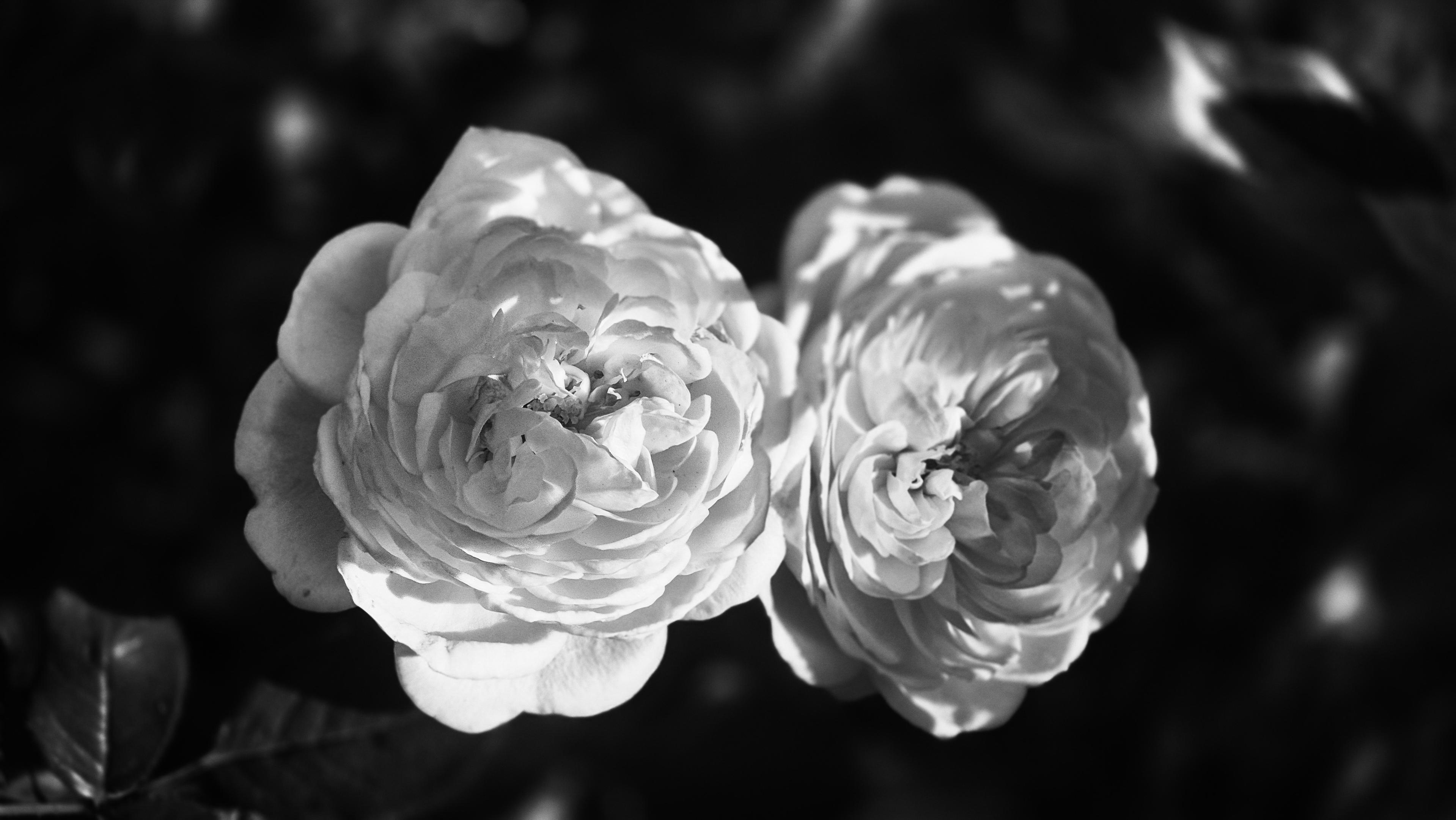 Schwarzweißfoto zweier sonnenbeschienener Rosen vor verschwommenem Hintergrund. /
A black-and-white photograph of two sunlit roses against a blurred background.