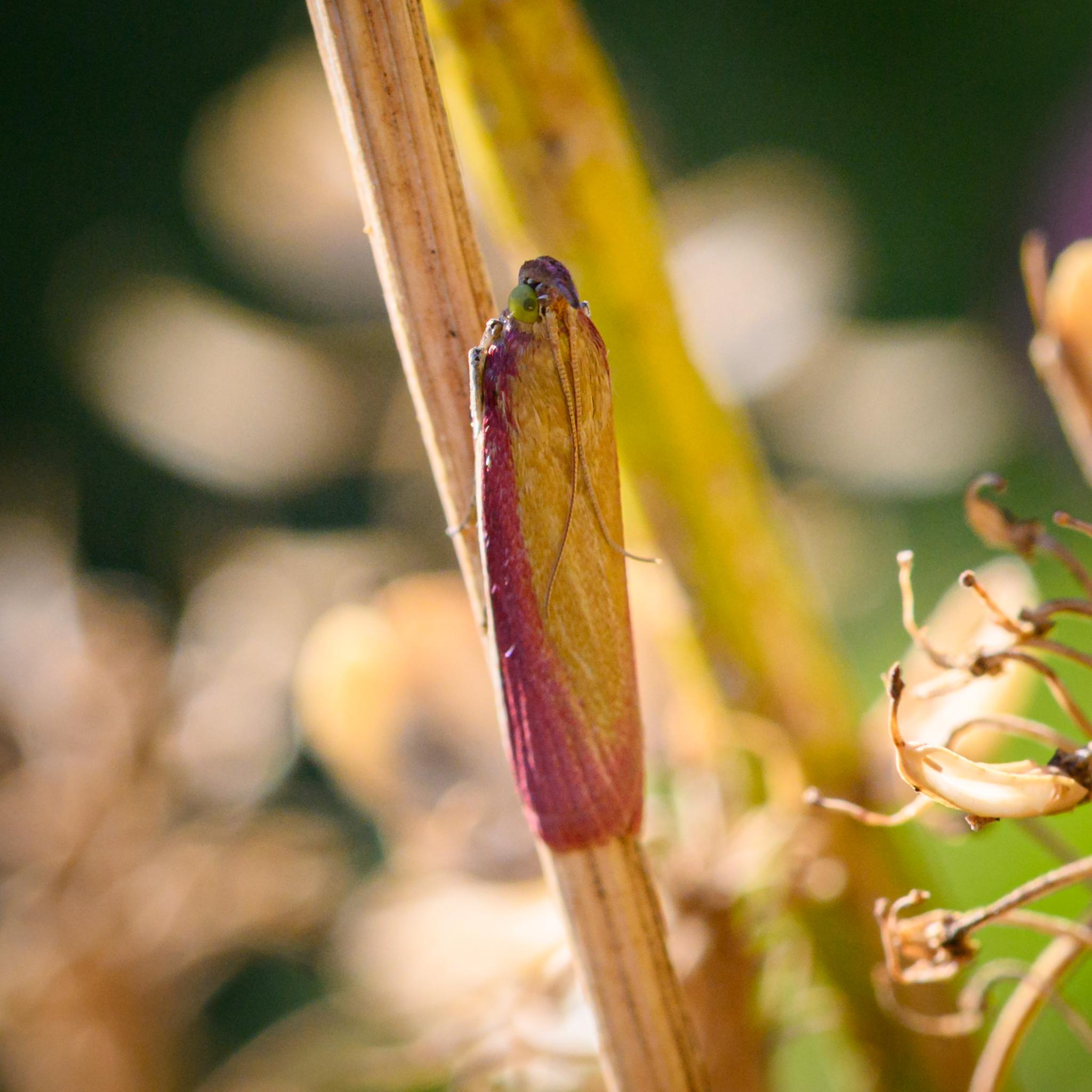 The same moth seen from above and, with its long yellow and black antenna lying along its yellow-green back, curling outwards towards the halfway point down the wings. The pale green eyes and horn are again visible.