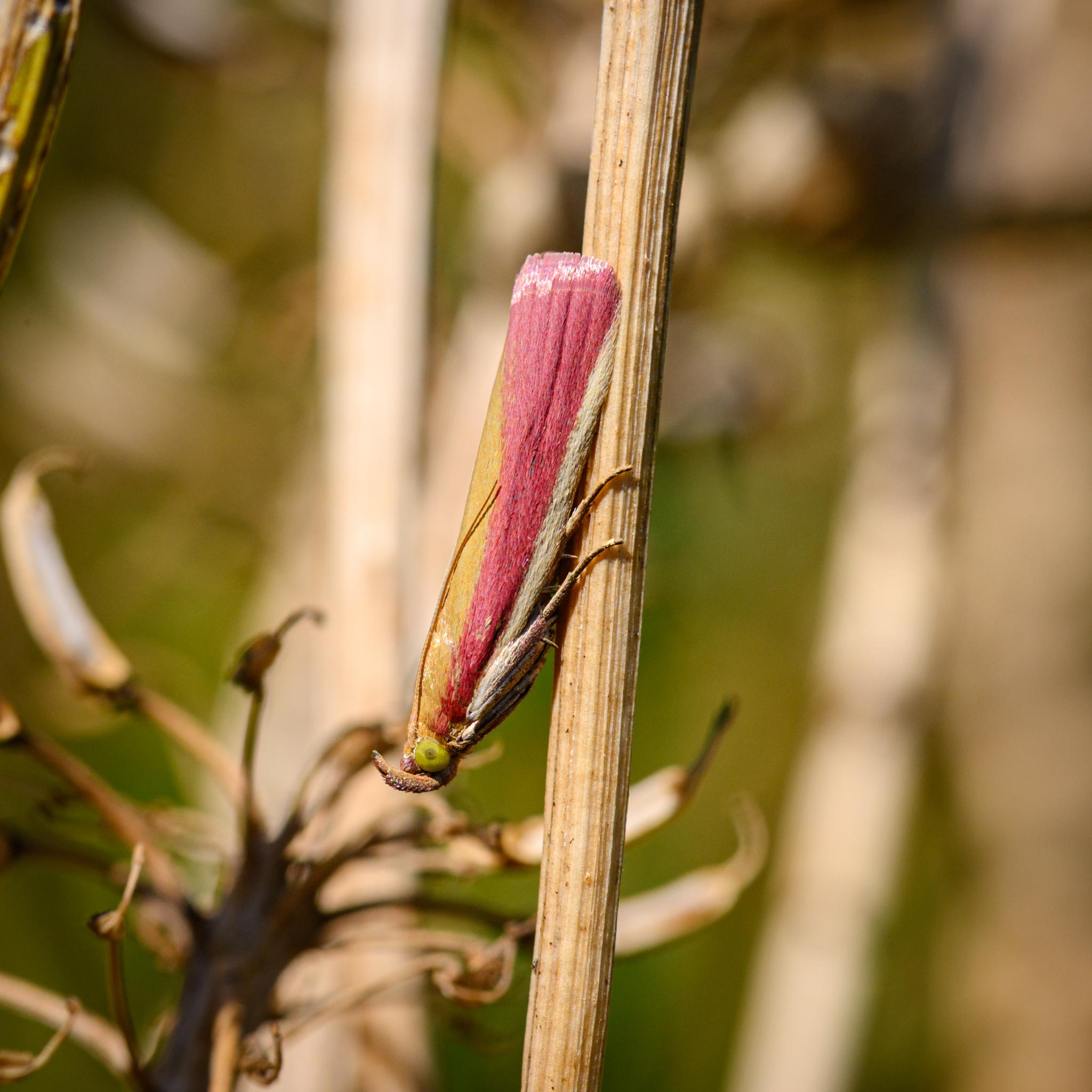 A small moth seen side on with its wings folded around its body, pointing downwards along a light brown dead plant stem. The moth has large pale green eyes with a large rough grey spot in the middle, and a fuzzy pinkish "horn" with white spots that curves up over its head. The folded wings are light yellow green along the top, followed by a rhubarb pink stripe that broadens towards the rear, where there is some white glitter near the frayed ends. There is a cream white stripe along the bottom of the wings. The legs are speckled white, light brown, and pink.
