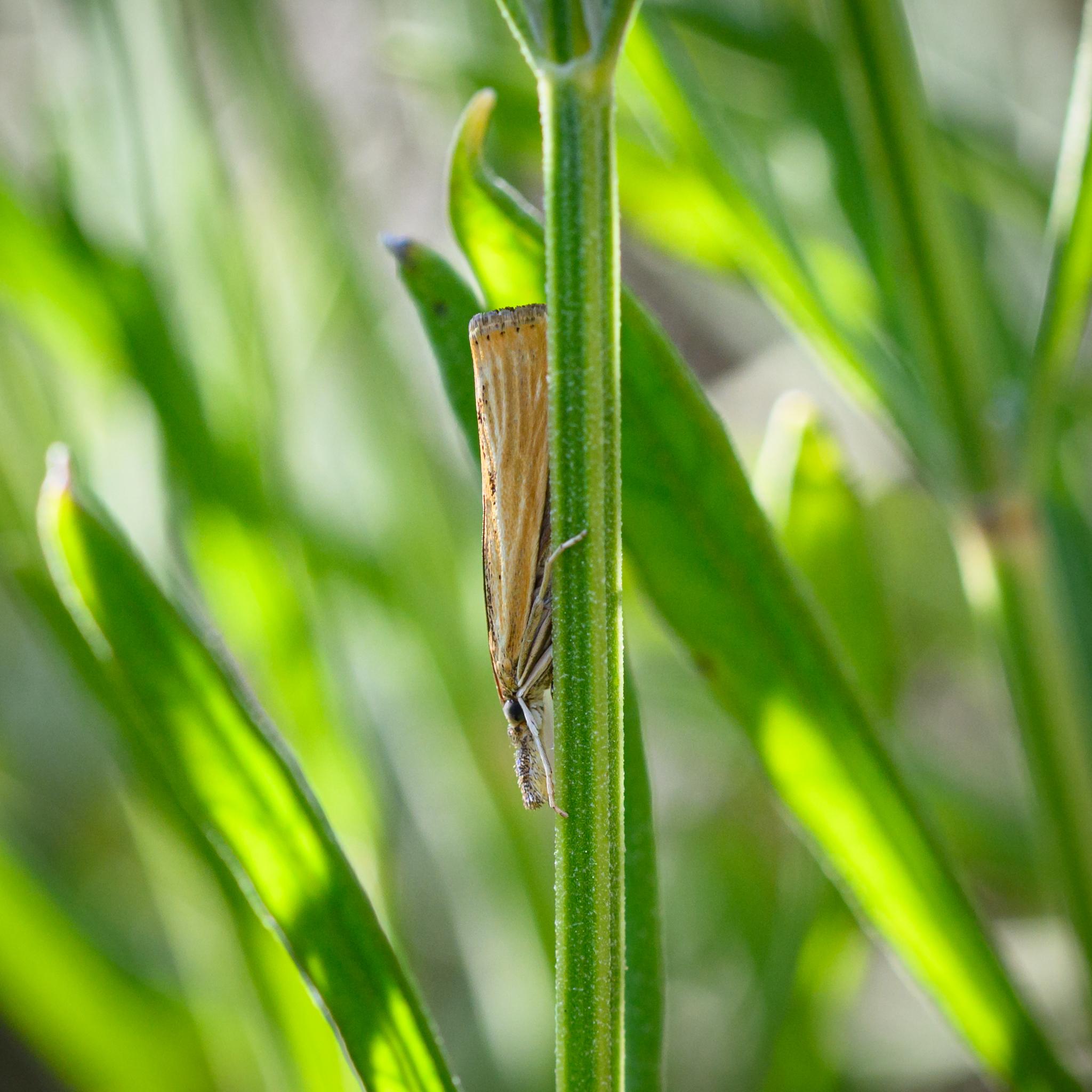 A moth with its wings folded around its body, seen side on hanging downwards along a green plant stem. The moth has a long fuzzy light "nose" pointing forwards from its large grey eyes. The wings are mostly yellow with strong white vein stripes. There are some scattered black patches along the top of the wings are towards the rear. There is a line of black dots near the end of the wings, followed by grey, a white stripe, then more frayed grey. The legs are largely white.