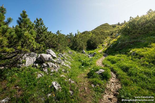This image captures a scenic mountain trail surrounded by lush greenery. The trail, made of dirt and small rocks, winds through a landscape filled with vibrant green shrubs, grasses, and evergreen trees. Scattered rocks and boulders are visible along the path, adding texture to the terrain. The sky above is clear and blue, suggesting a sunny day. The dense vegetation on either side of the trail creates a natural corridor, leading the viewer's eye deeper into the scene. 

description generated w…