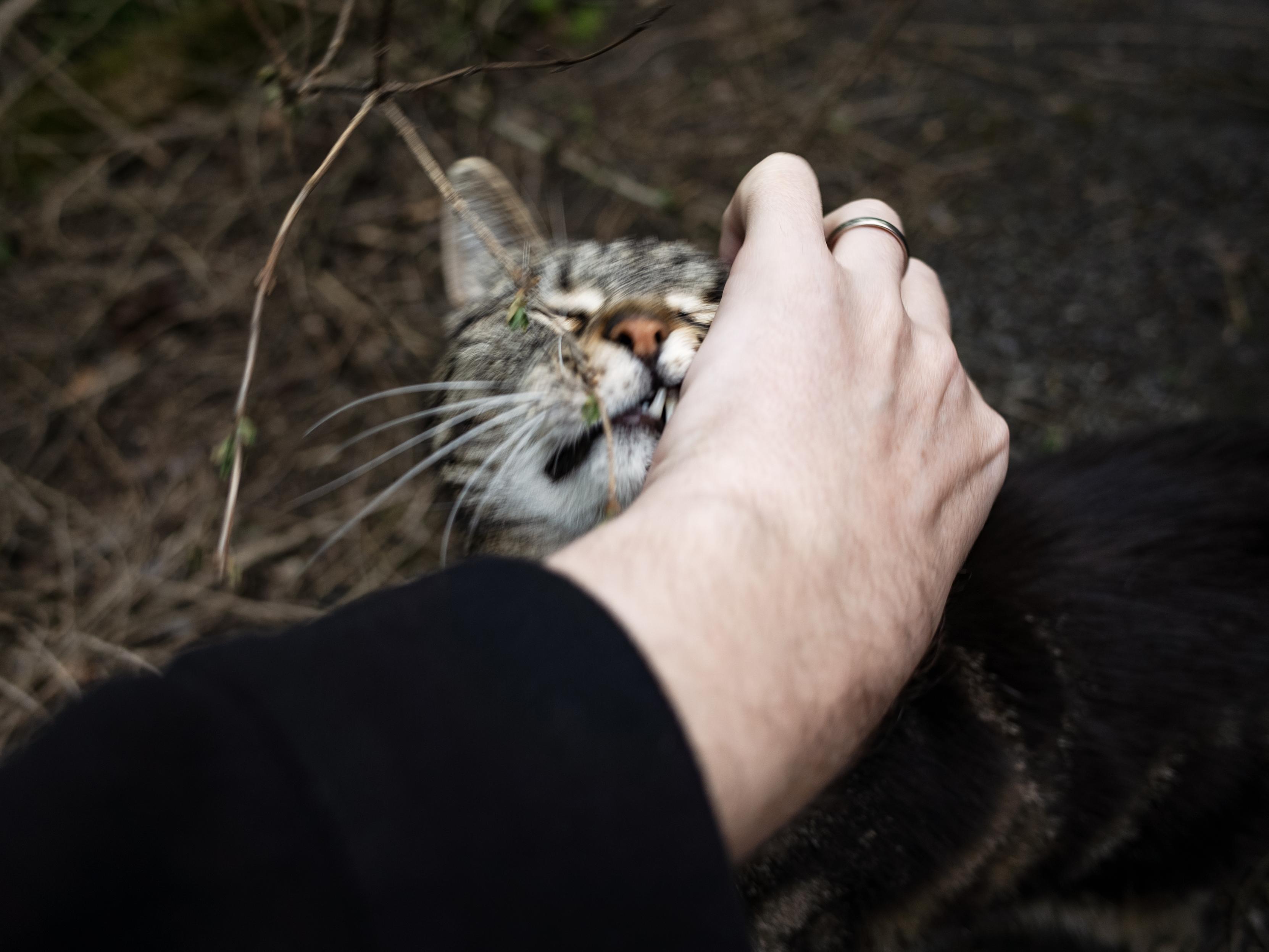 Very cute tabby cat rubbing her cheek against my hand.