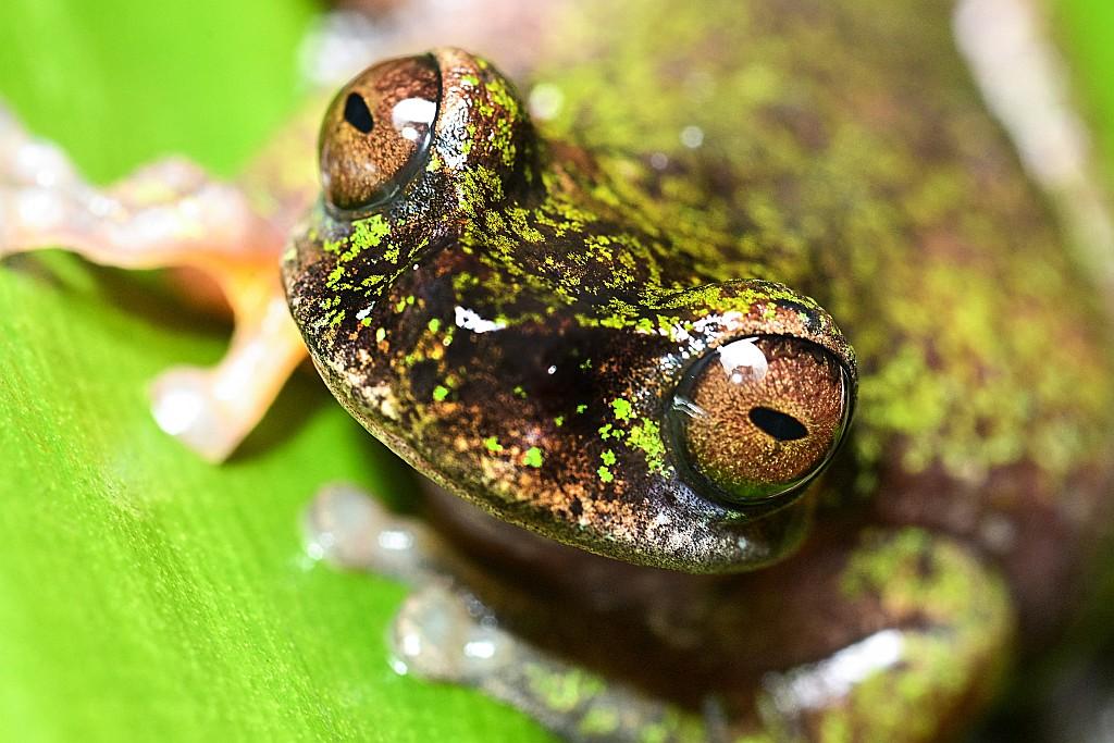 Extreme close-up of a small frog (Rana de las nacientes) perched on a vibrant green leaf. The frog has dark brown skin mottled with bright, moss-like green flecks across its head and back. Its large, bulging eyes are a striking metallic copper color with thin, dark horizontal pupils. Its translucent, light-colored toes with suction pads are visible at the edges of the frame.