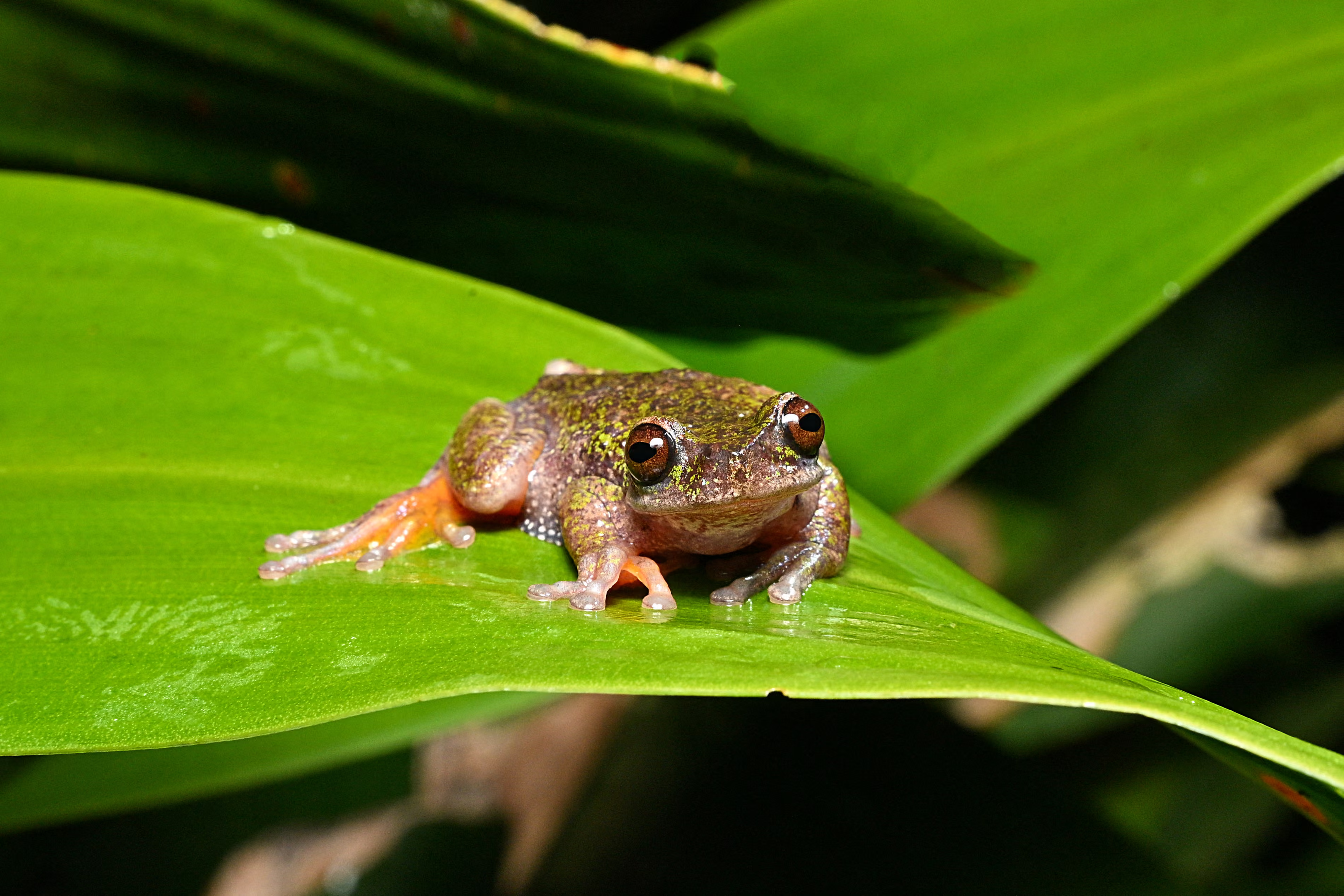close-up of a small frog (Rana de las nacientes) perched on a vibrant green leaf. The frog has dark brown skin mottled with bright, moss-like green flecks across its head and back. Its large, bulging eyes are a striking metallic copper color with thin, dark horizontal pupils. It has translucent, light-colored toes with suction pads.