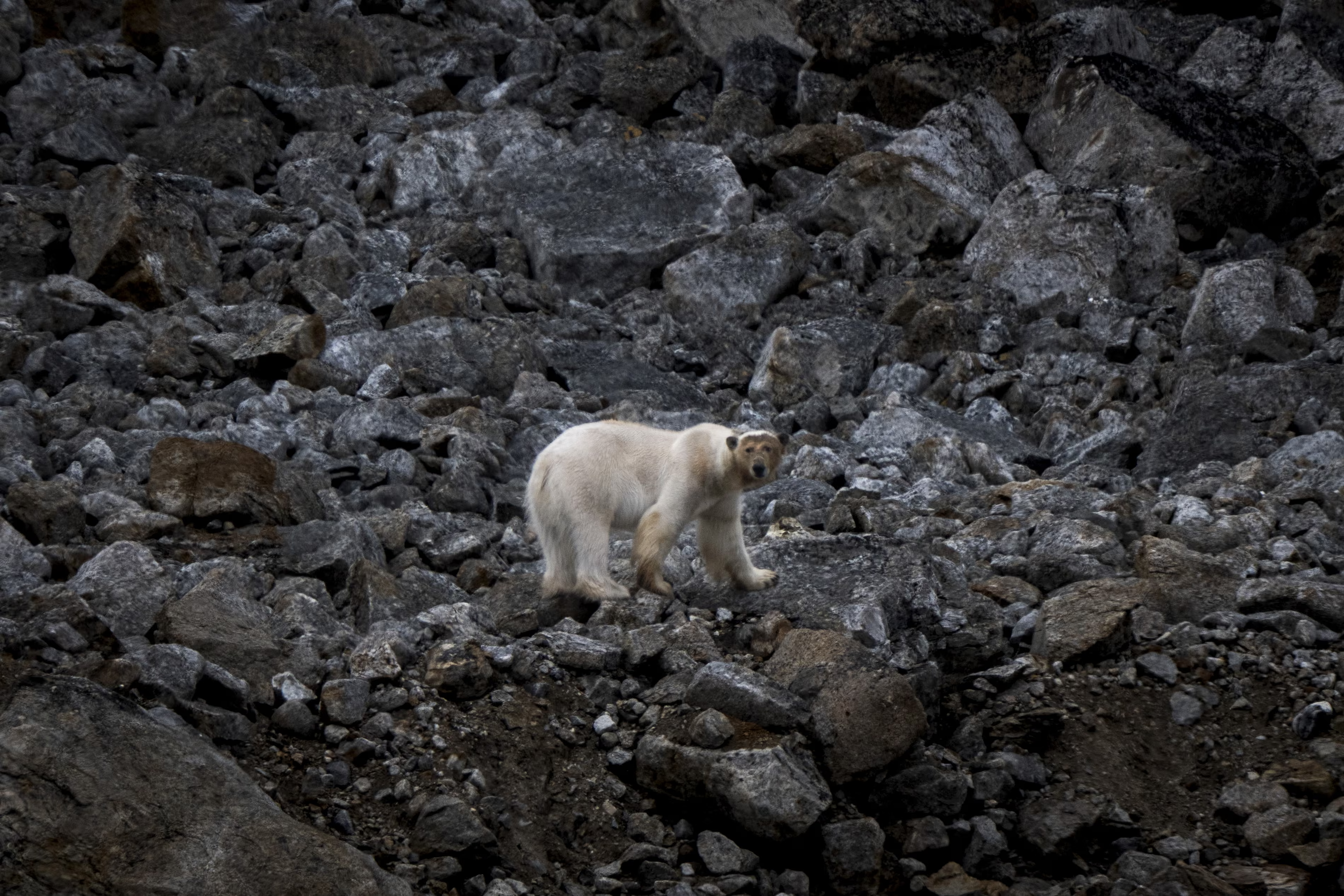 A polar bear among bare rocks.