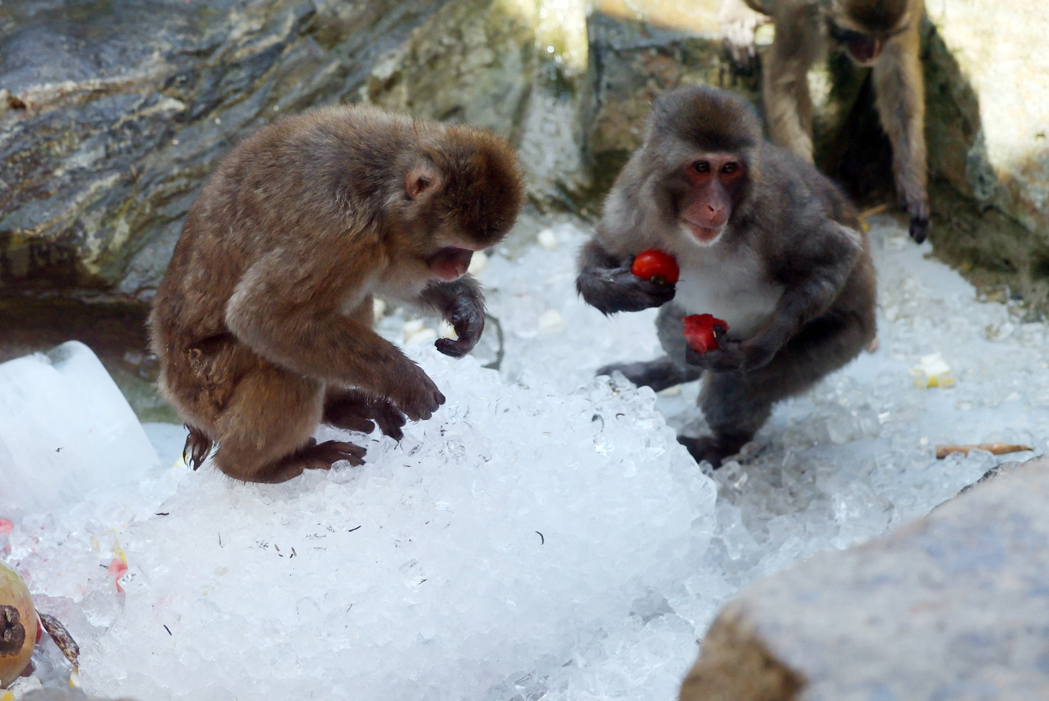 A Japanese macaque picks fruit from a block of ice, while another one holds two close to its chest.