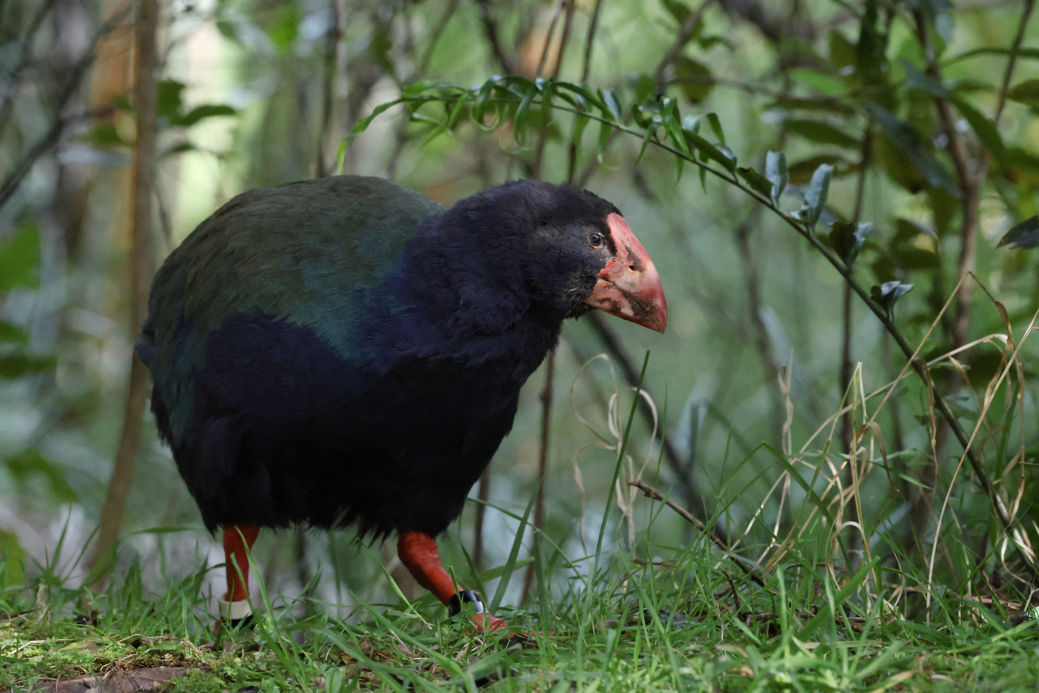 A takahē walks through bushland.