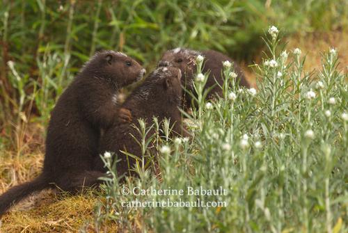 Three dark brown marmots with a white spot on their forehead, chest and snout are gathered around a small rock in a field of pearly everlasting (a white wildflower). They are face to face with each other and in a circle.