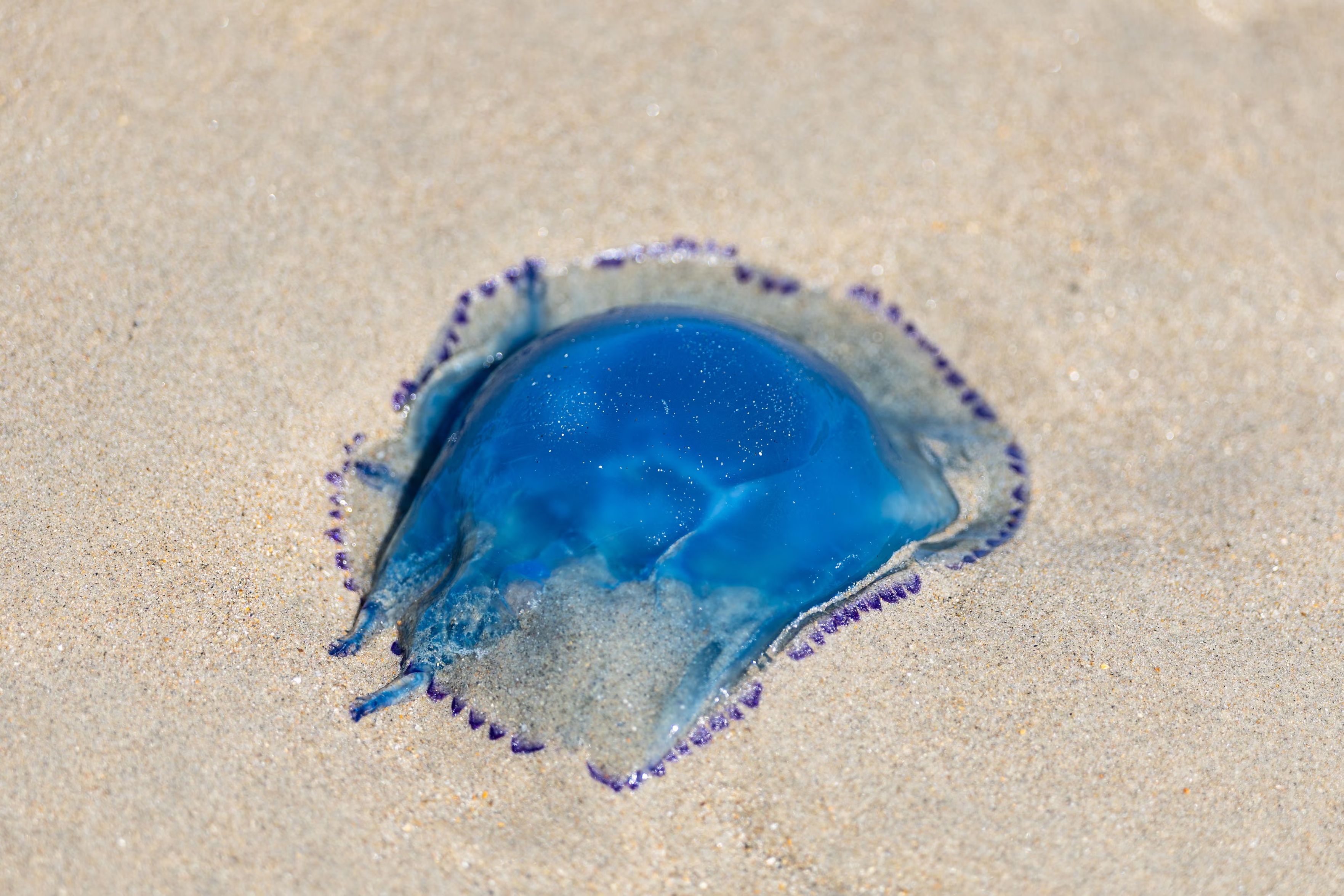 A blue jellyfish lies on the shore