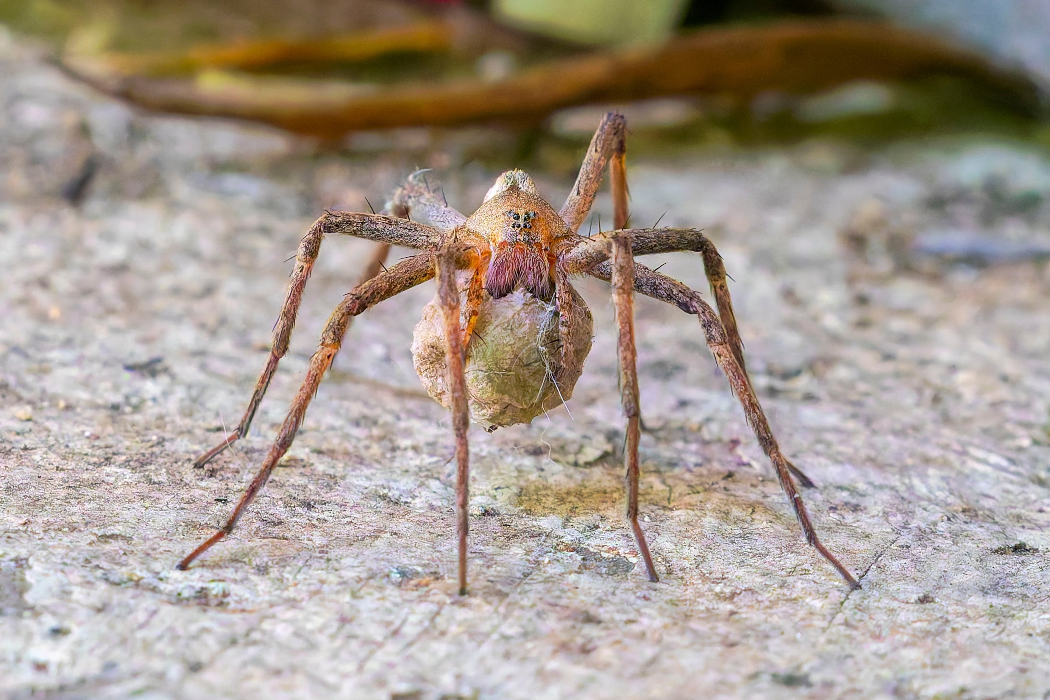 A fishing spider carefully carries an egg sac in her jaws.