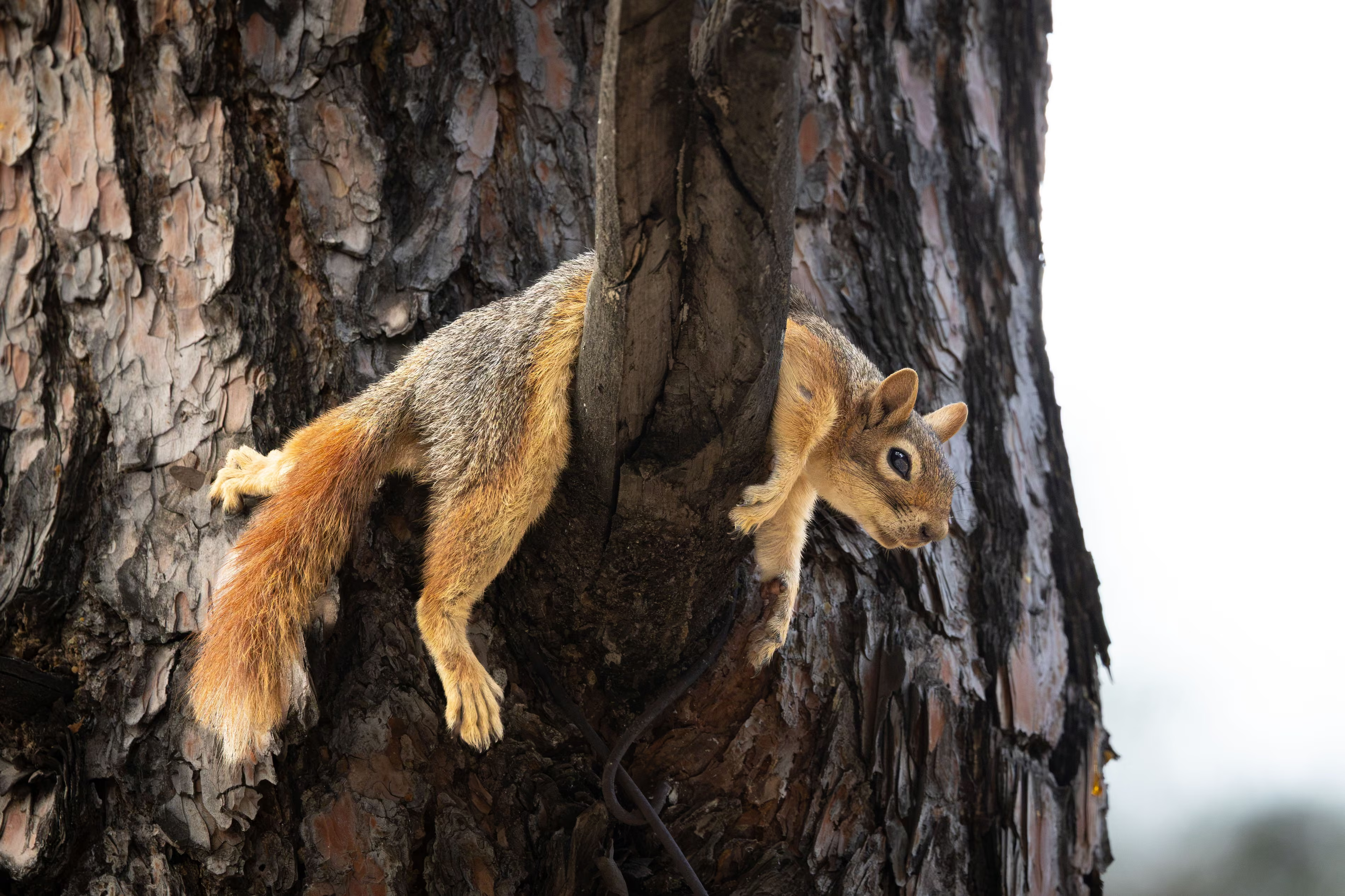 A squirrel rests on a tree branch.